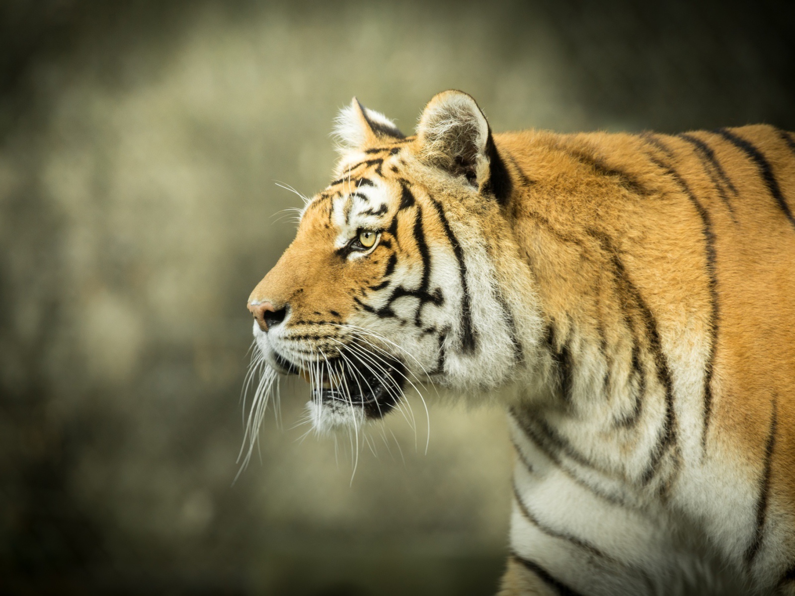 Большой тигр с открытой пастью на охоте