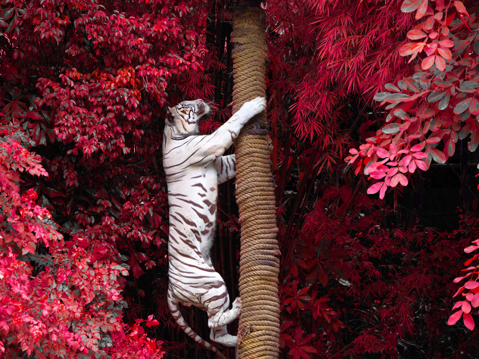 Большой белый тигр лезет на дерево среди красных листьев 