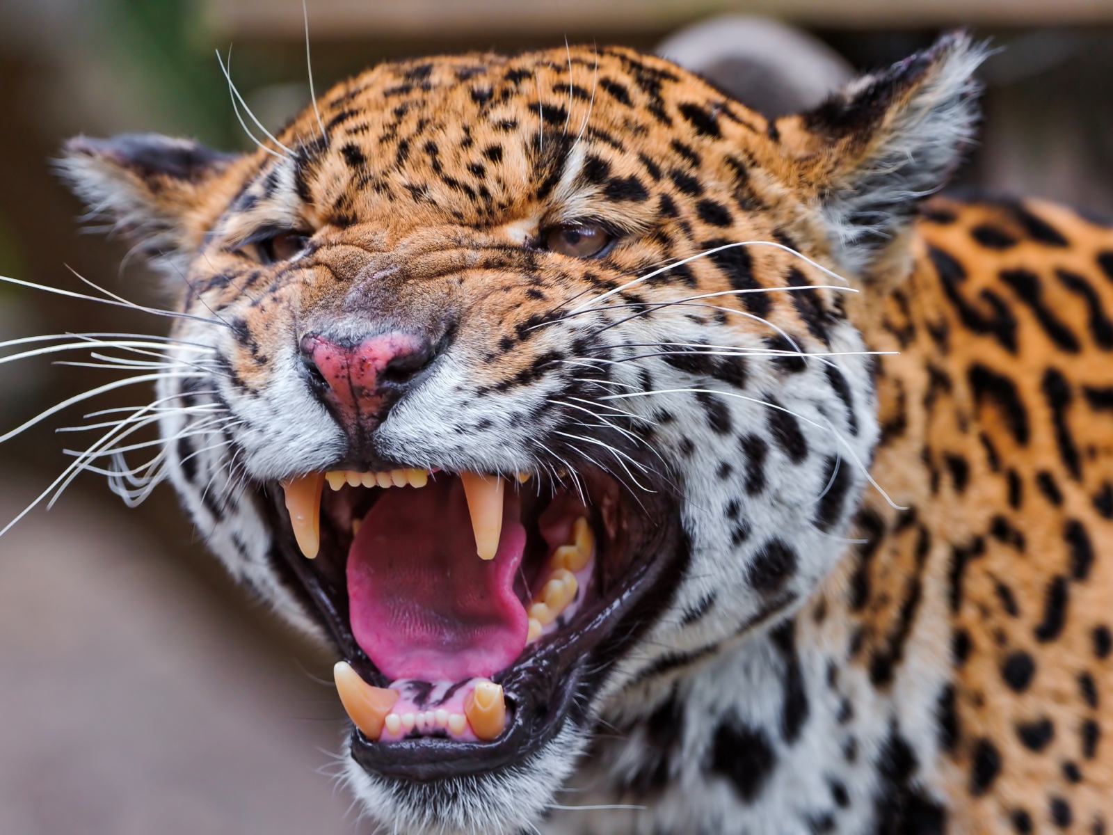 Агрессивный большой пятнистый леопард