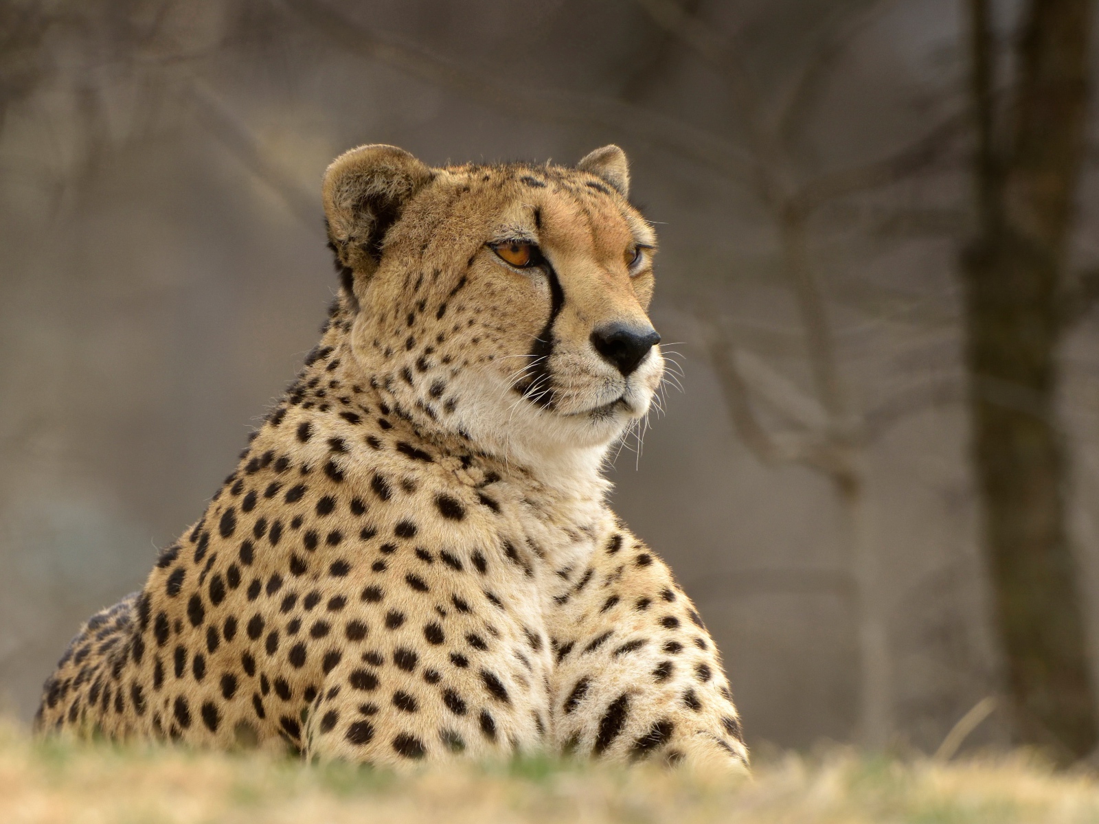 Большой красивый гепард лежит на траве