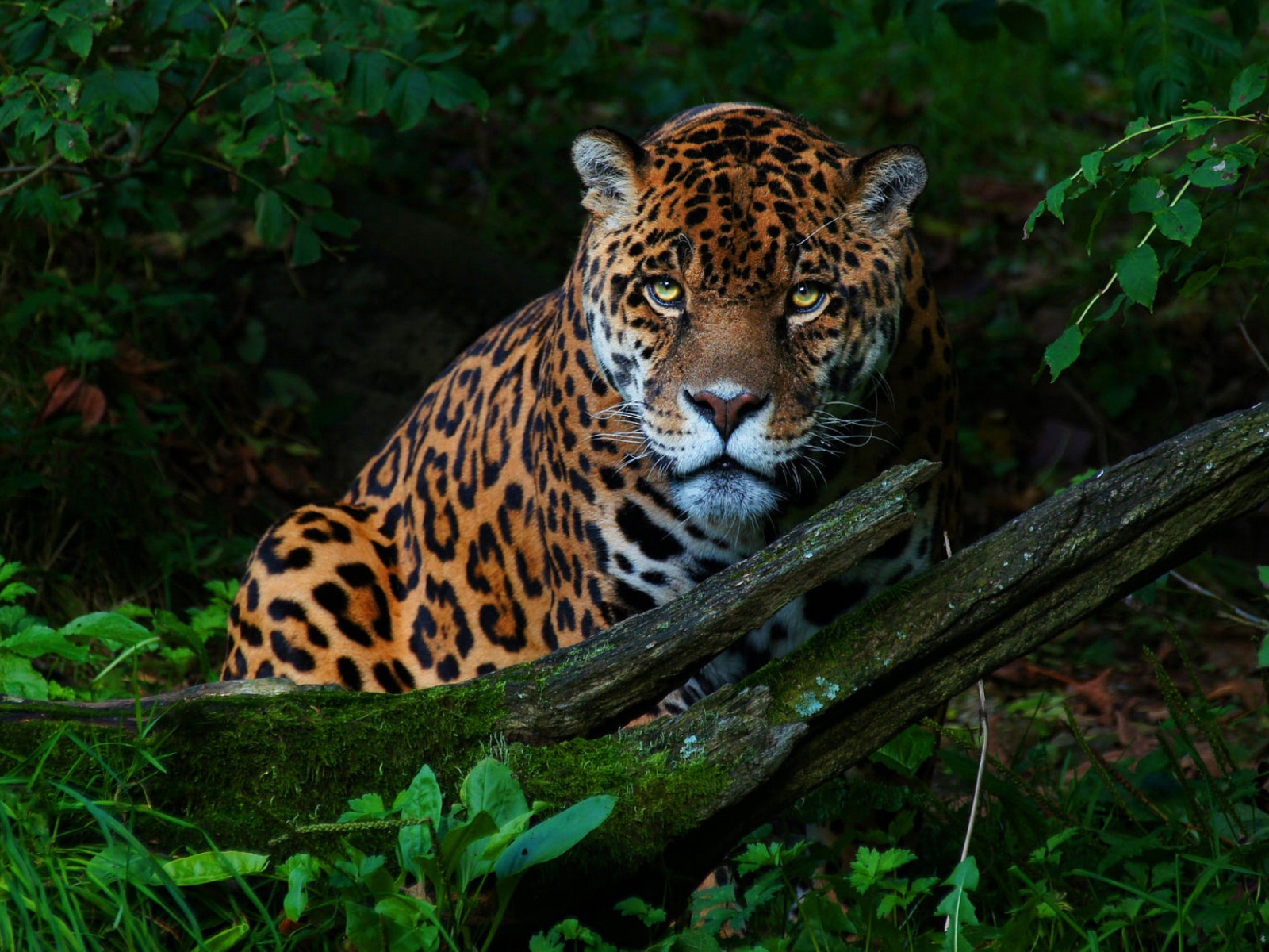 Большой красивый ягуар в зеленых листьях 