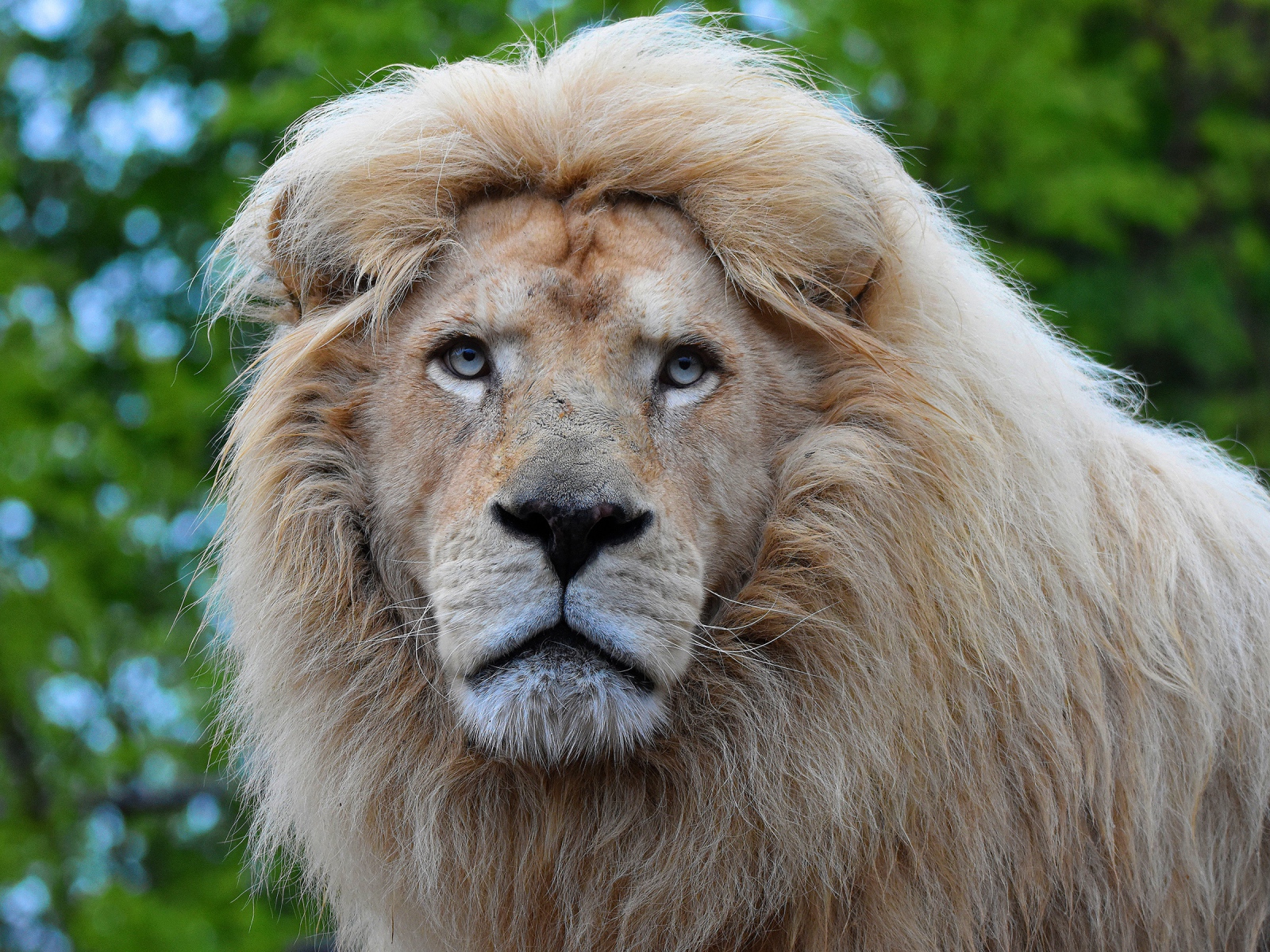 Big blue-eyed lion face close-up