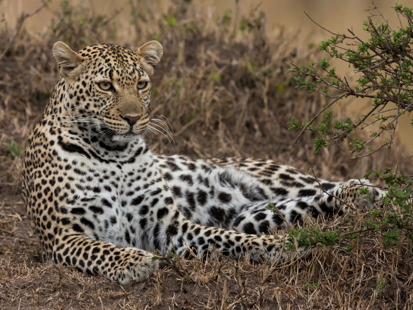 Большой грациозный леопард лежит на траве