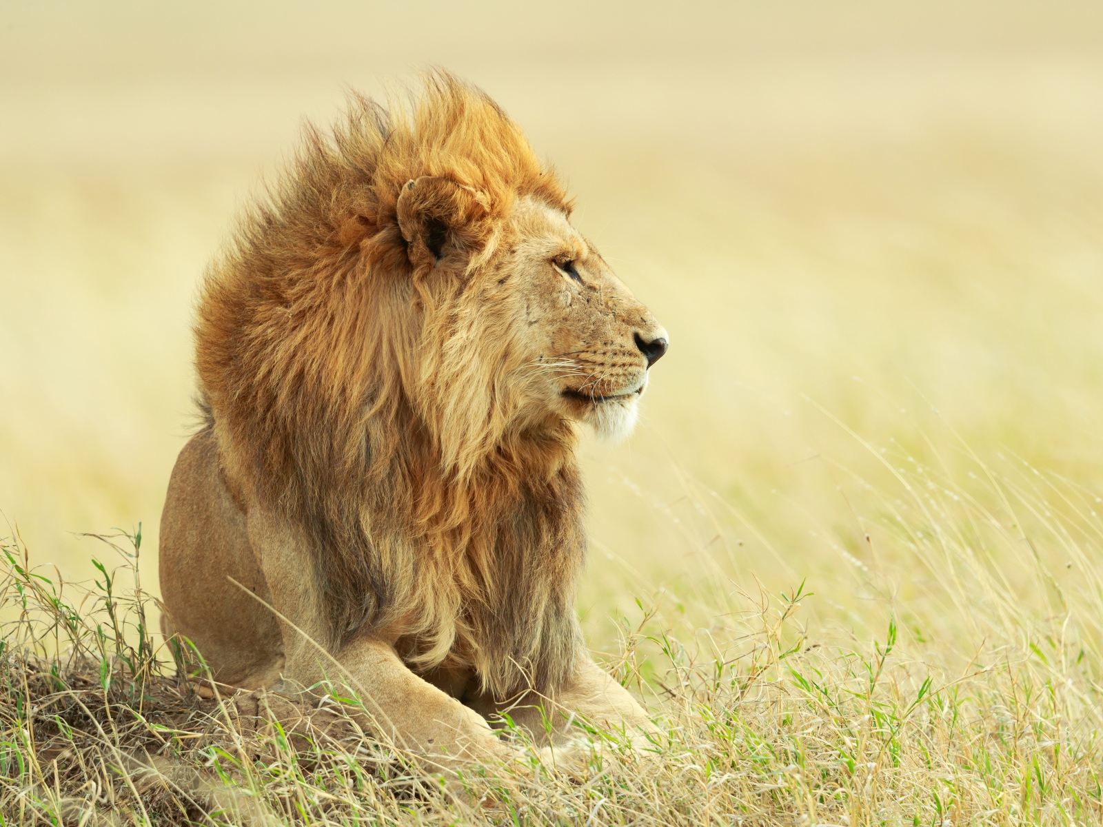 Большой лев лежит в траве 