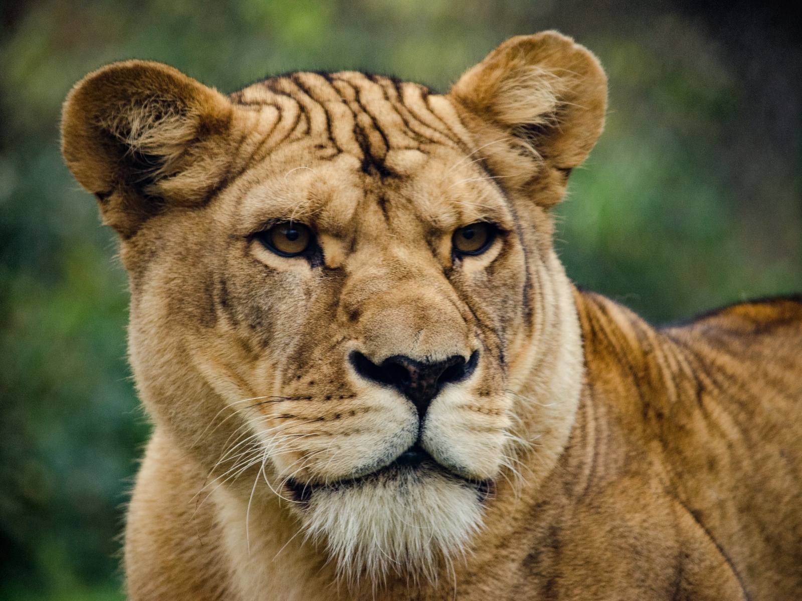 Большая серьезная львица