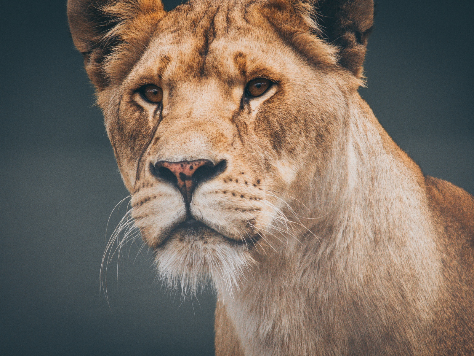 Морда большой серьезной львицы крупным планом