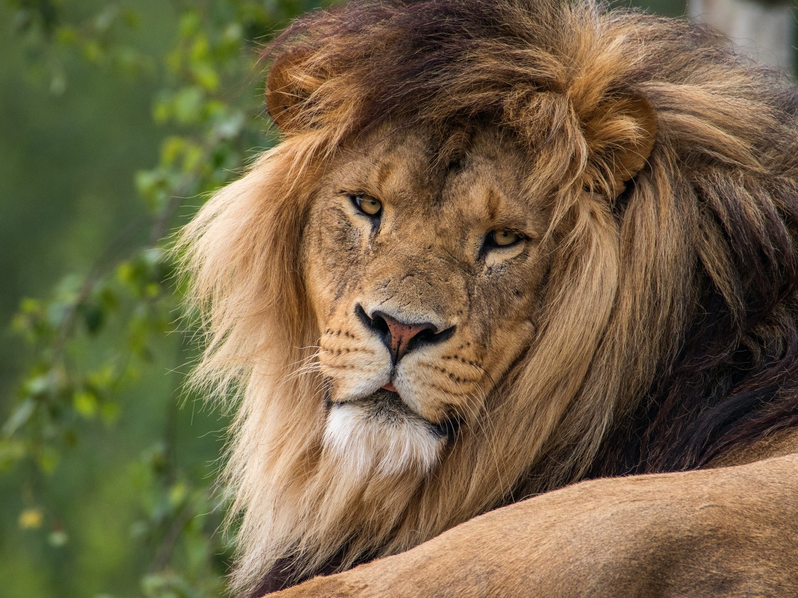 Большой серьезный лев  с пышной гривой