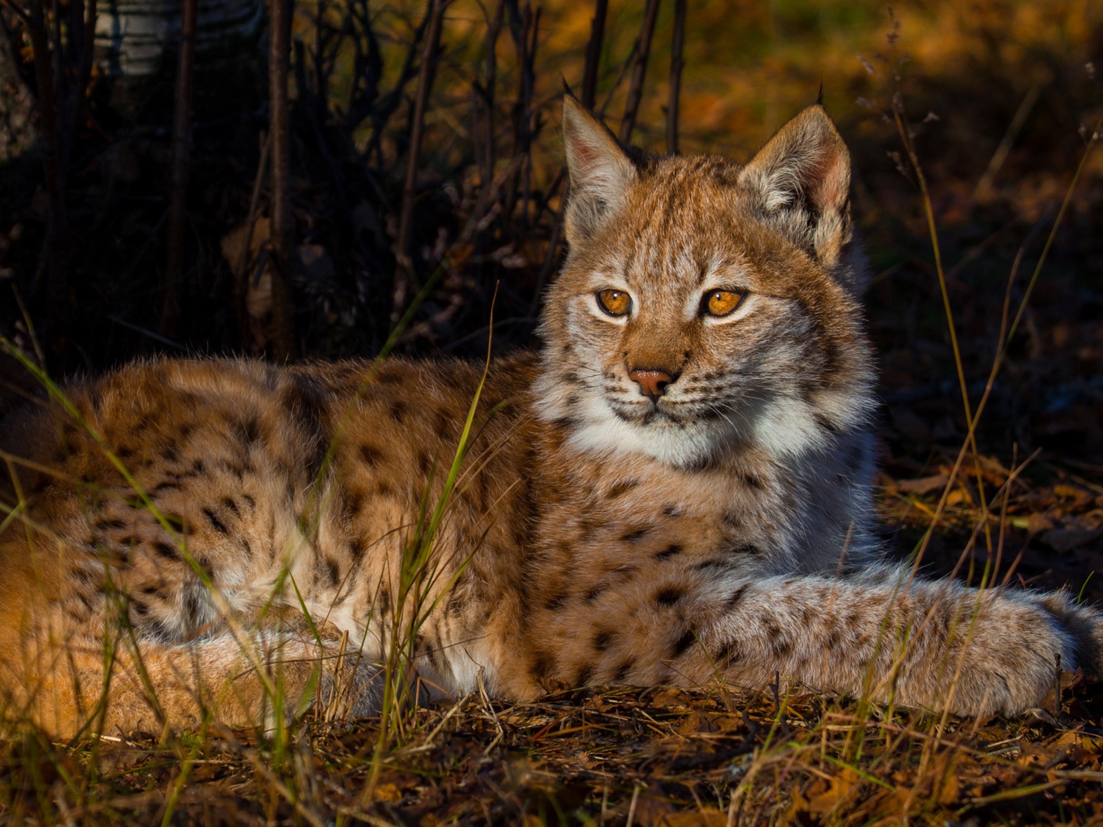 Маленькая кареглазая рысь лежит на земле 