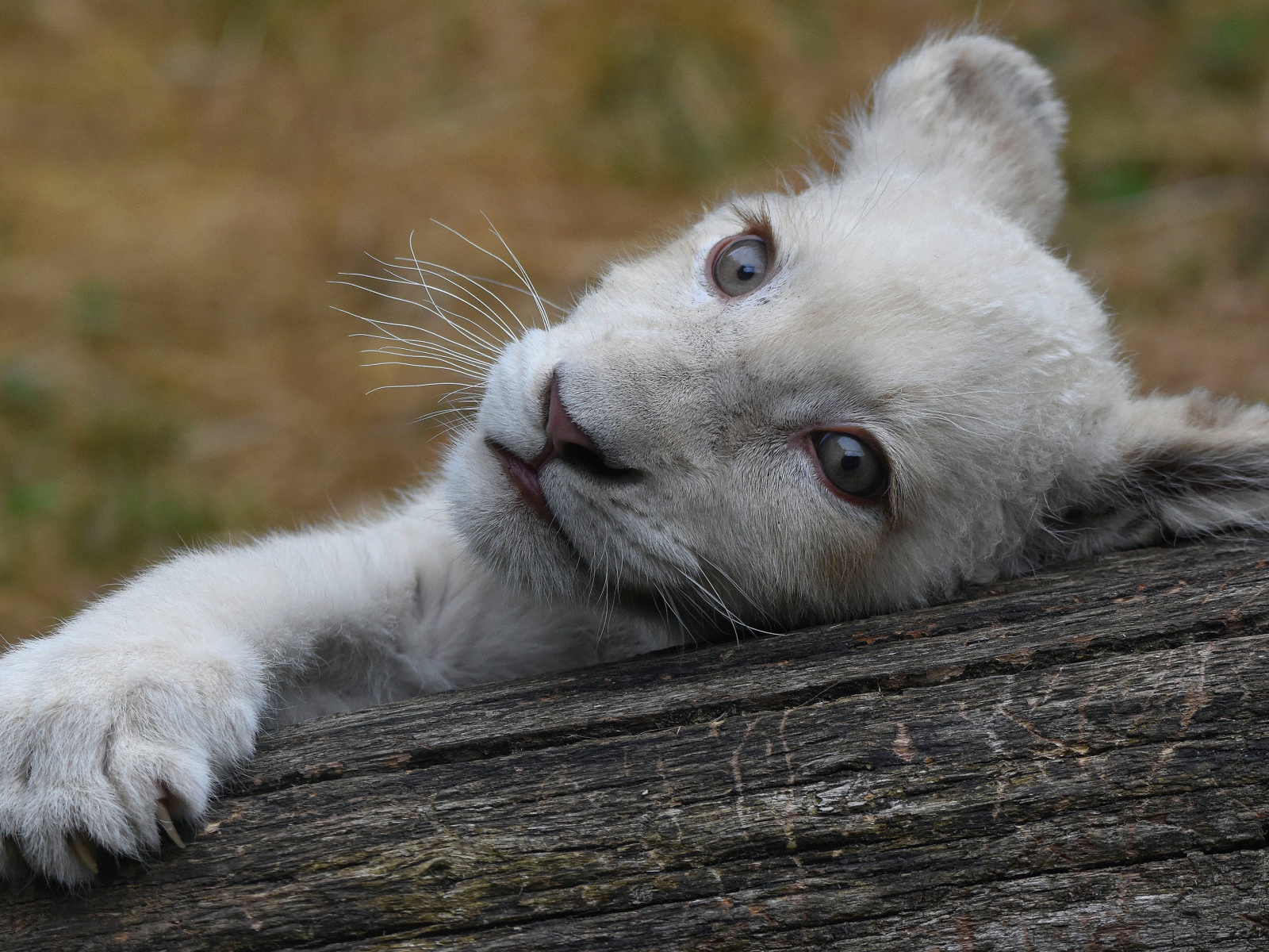 Маленький белый львенок лежит на дереве 