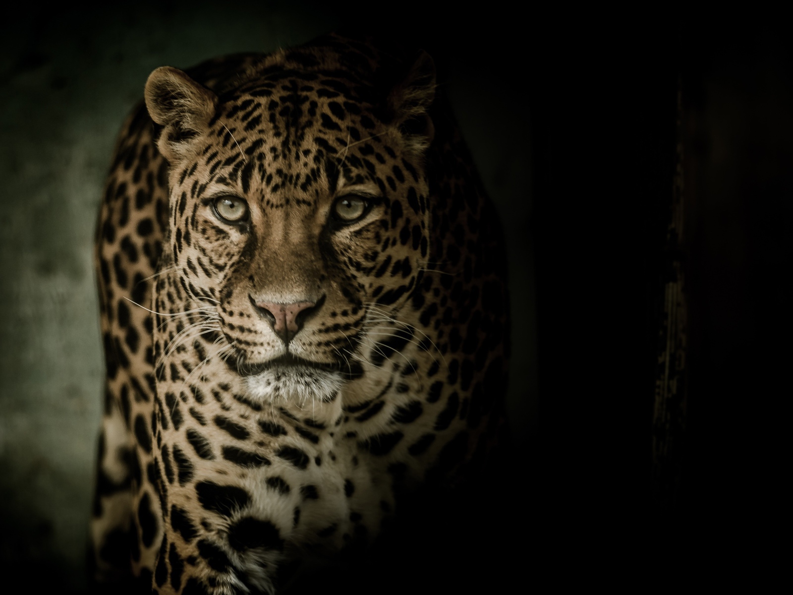 Взгляд пятнистого леопарда