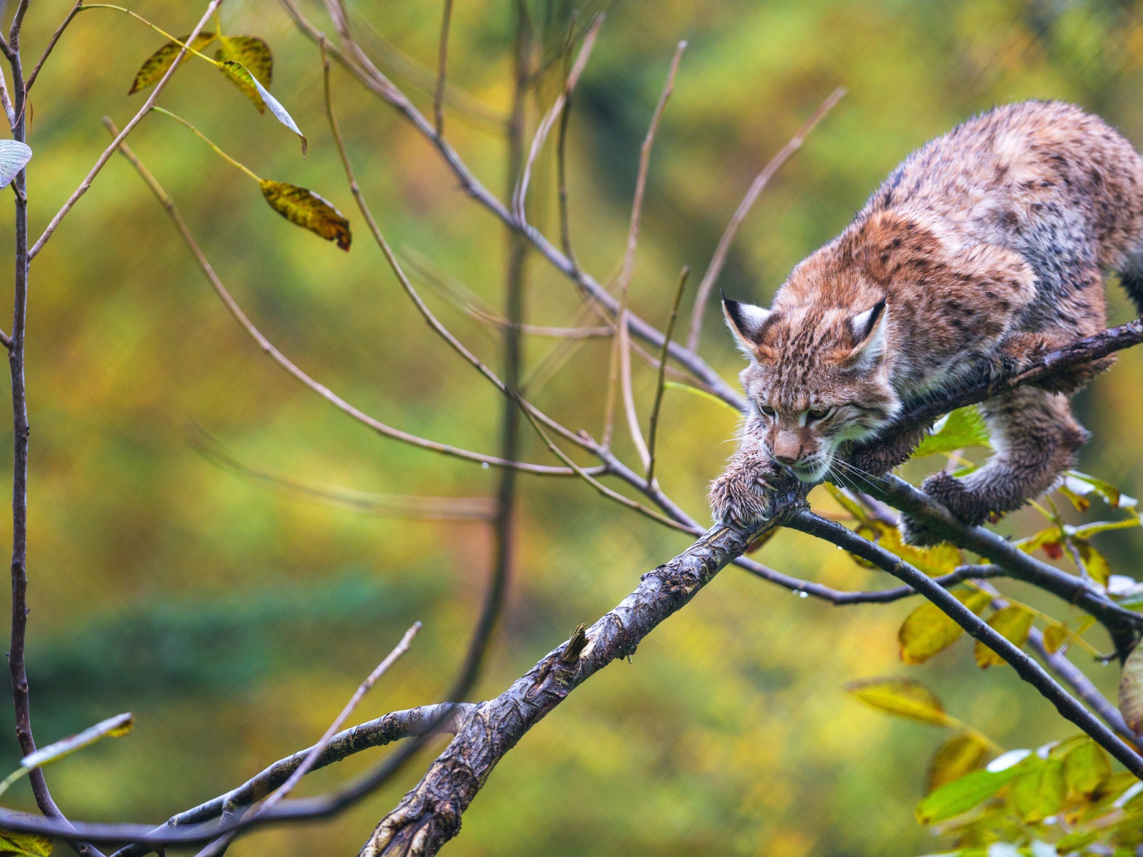 Рысь крадется по ветке дерева
