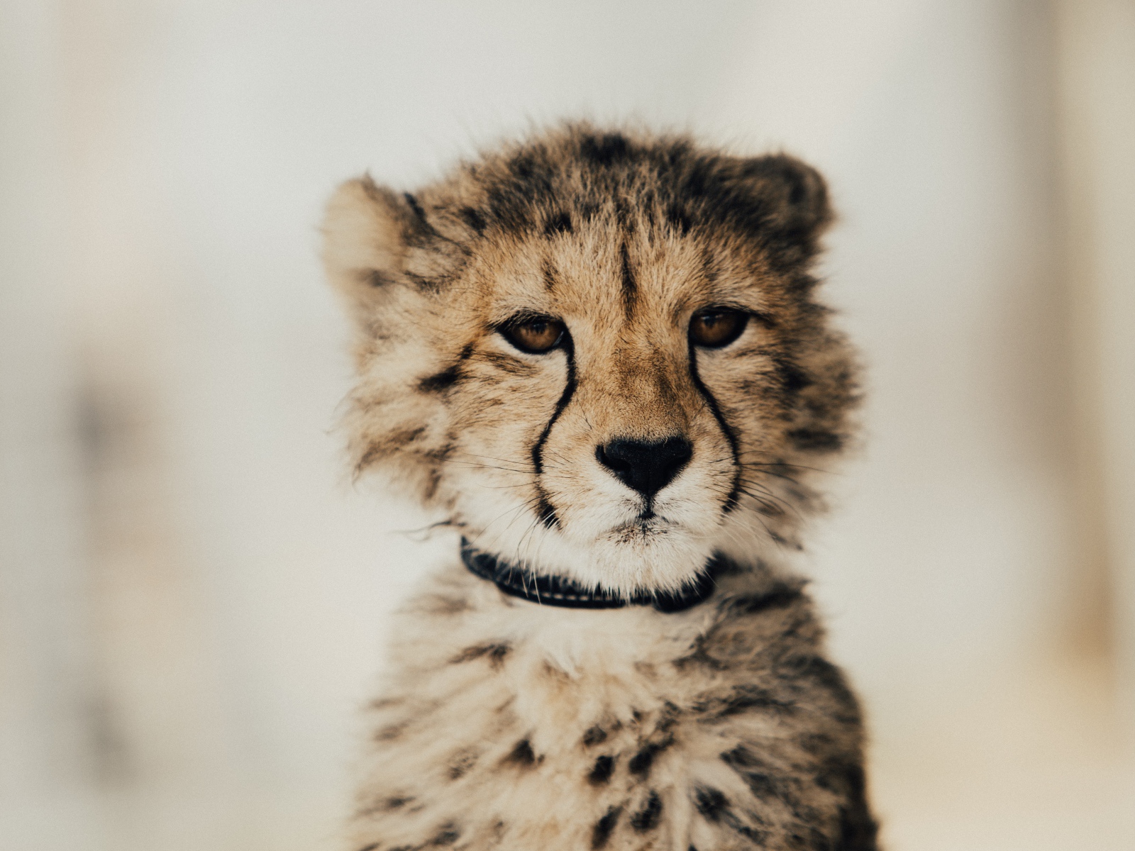 Морда гепард крупным планом