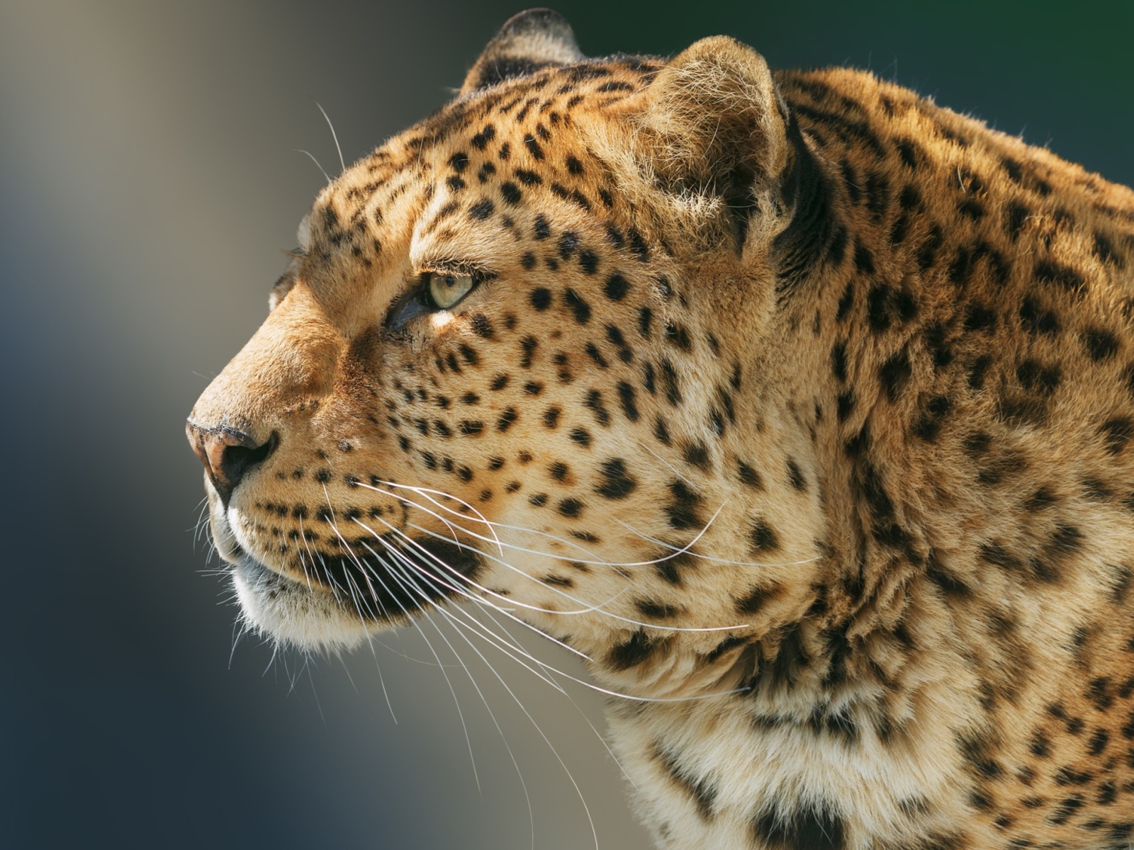 Морда ягуара вид сбоку 