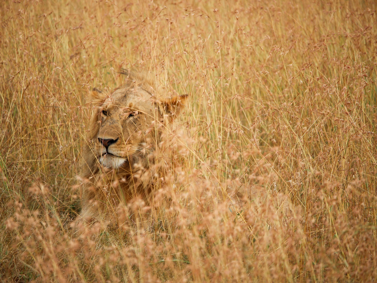 Серьезная большая львица лежит в траве