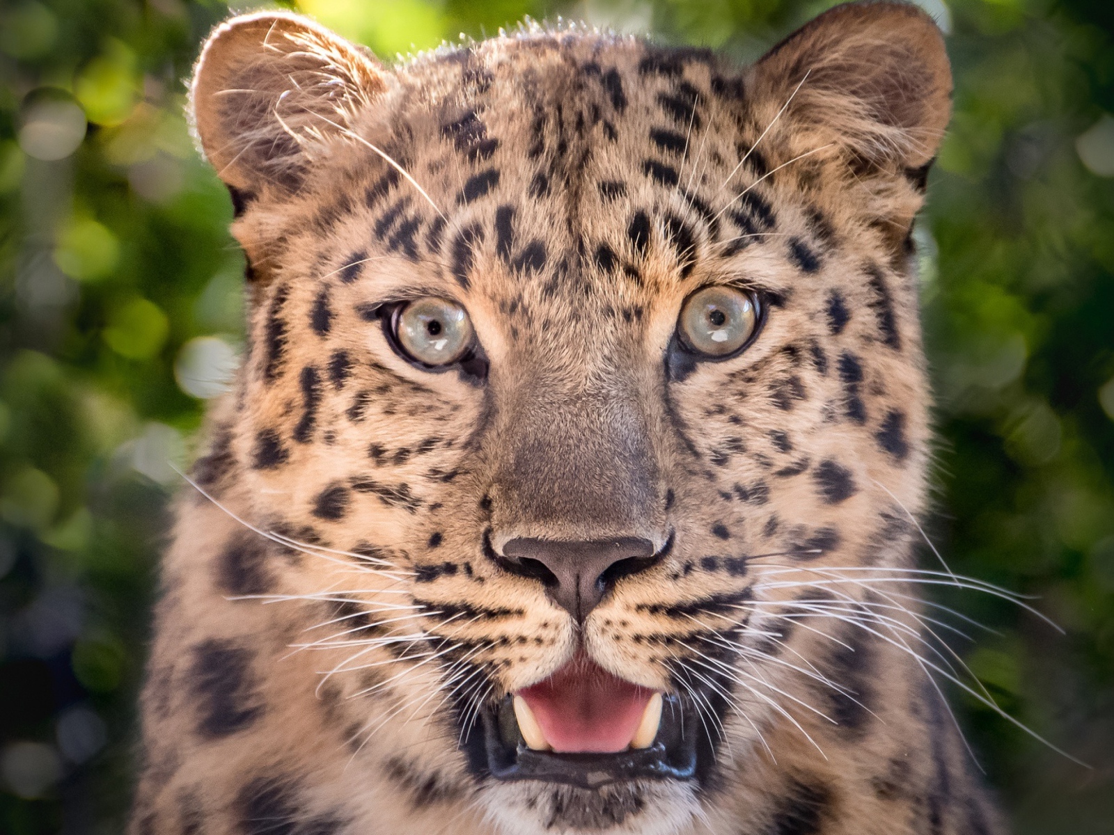 Пятнистый леопард с открытой пастью