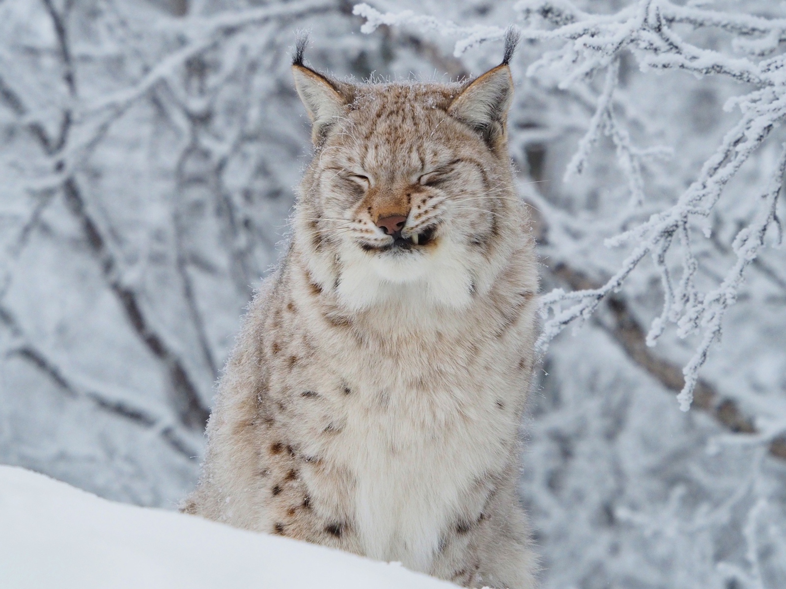 Грозная рысь на фоне покрытых инеем веток зимой 
