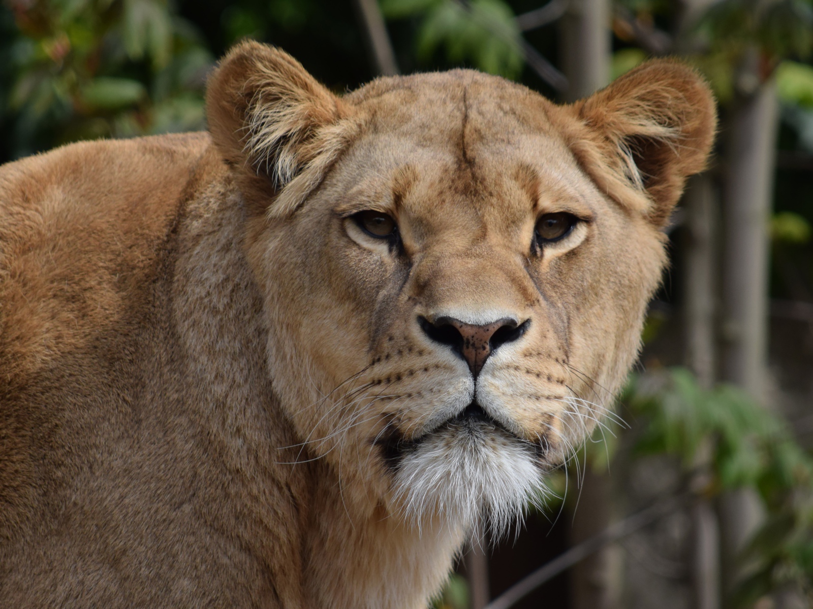 Взгляд большой грозной львицы