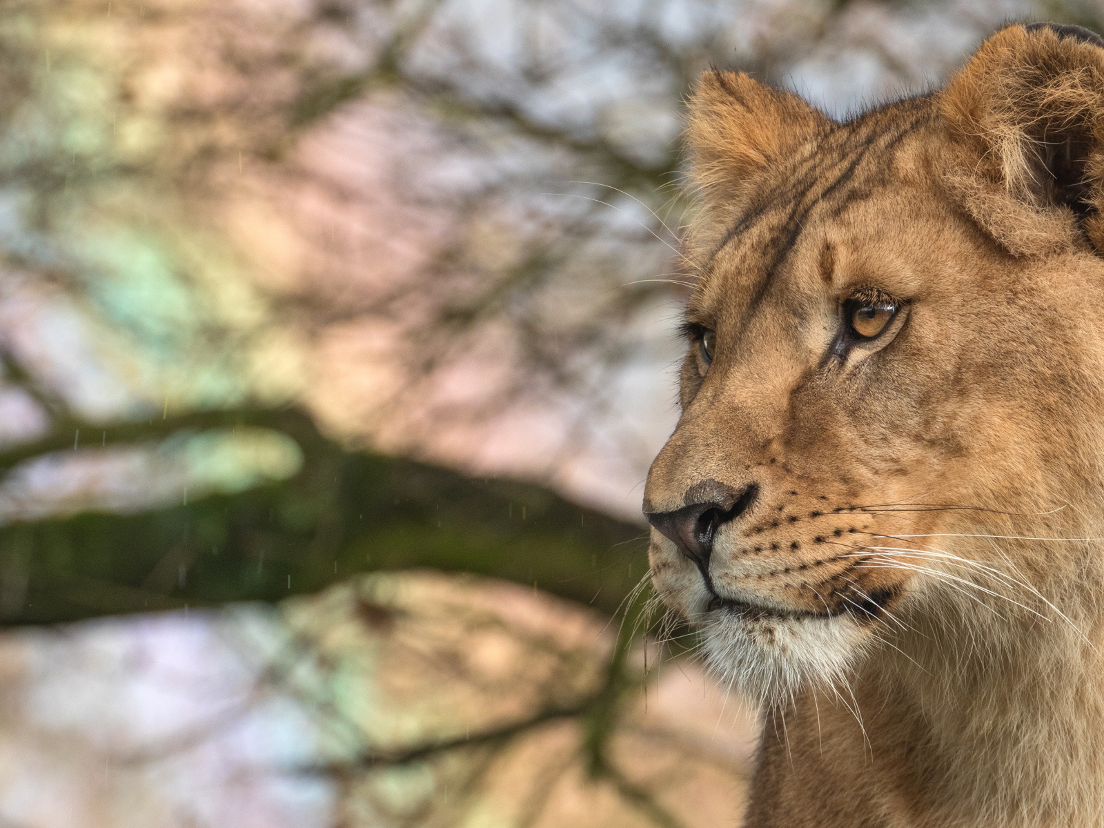 Взгляд  большой серьезной львицы