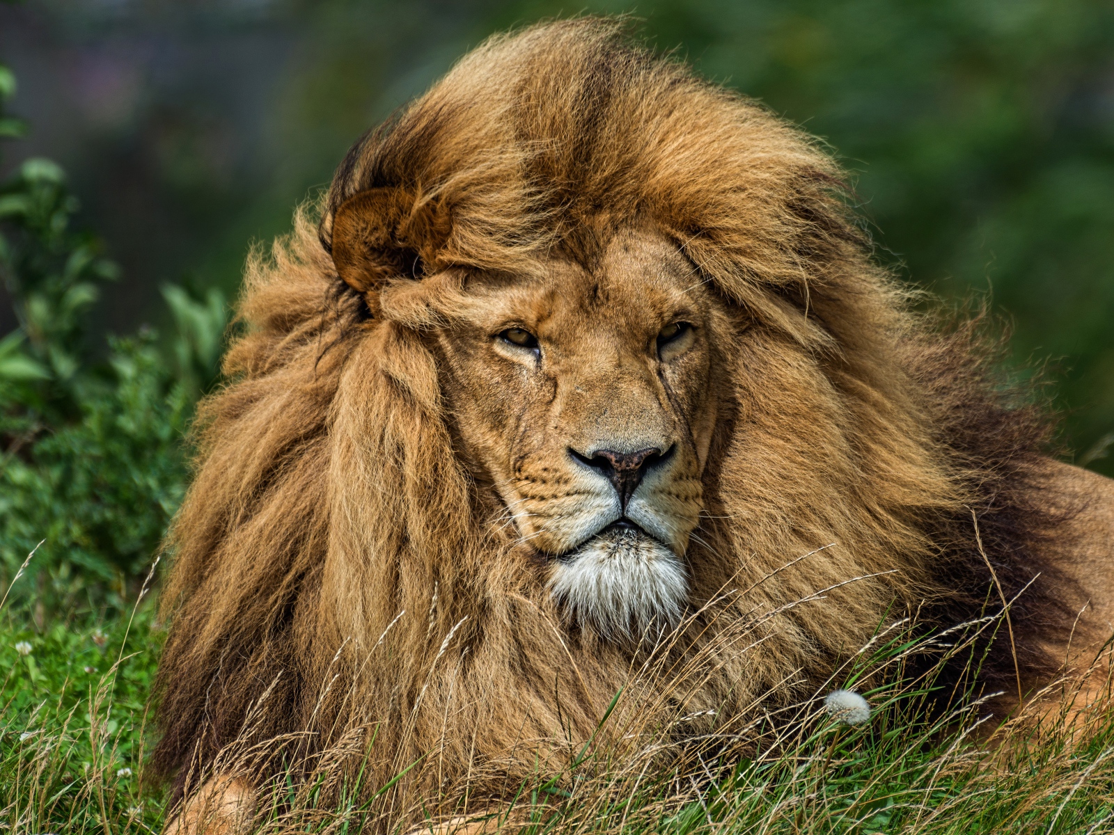 Ветер развивает гриву большого льва