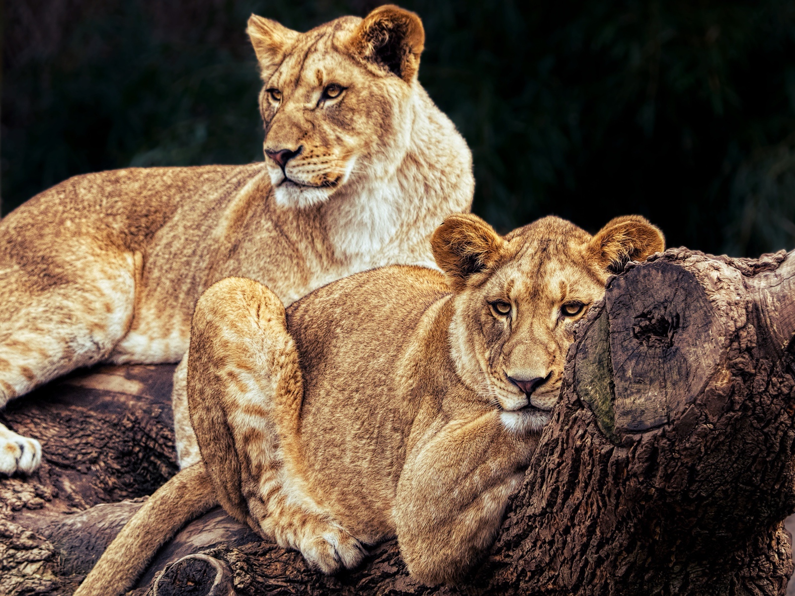 Две большие львицы лежат на дереве