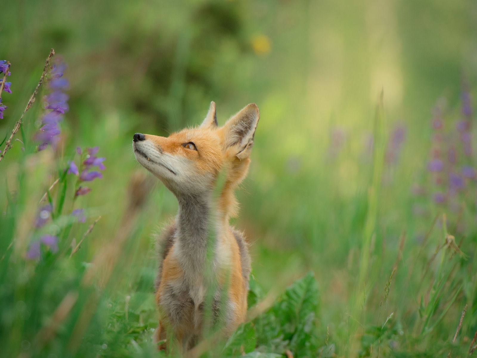 Маленький лисенок в зеленой траве