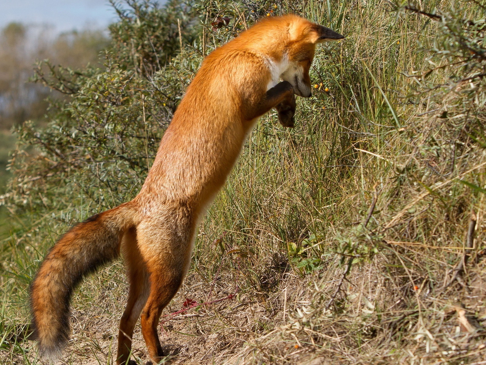 Рыжая лиса охотится в траве