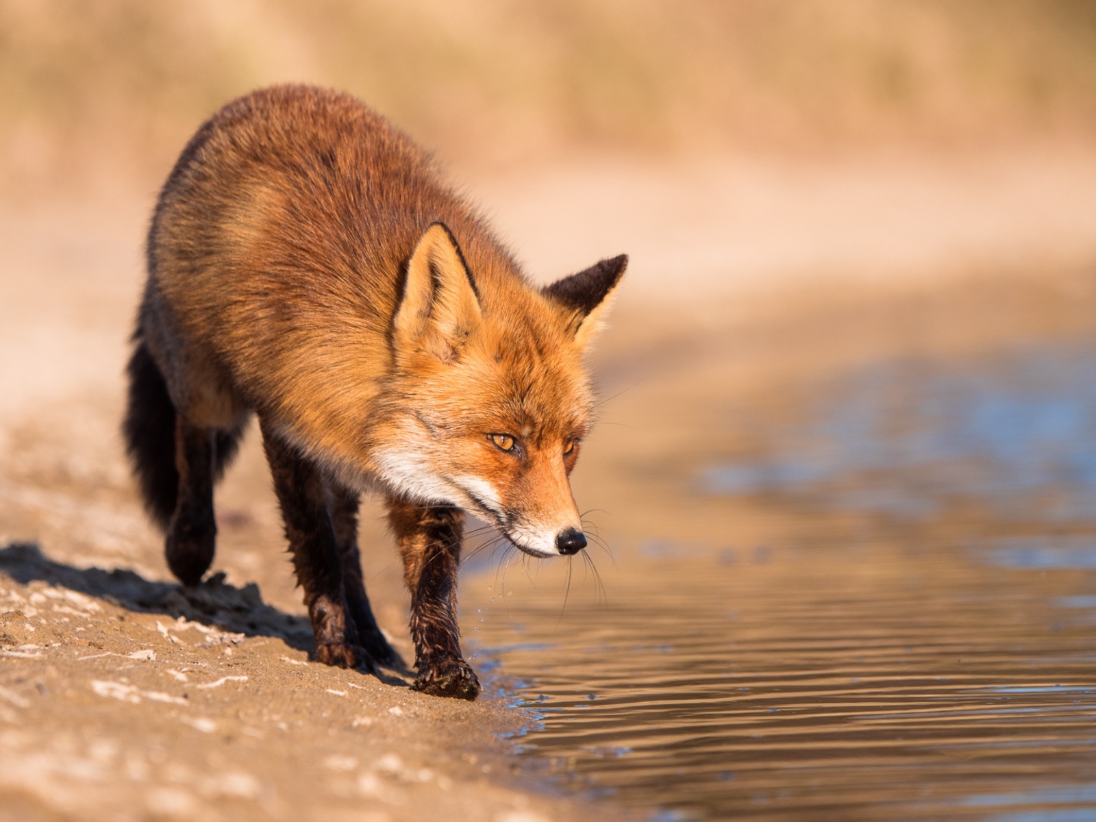 Рыжая лиса у воды
