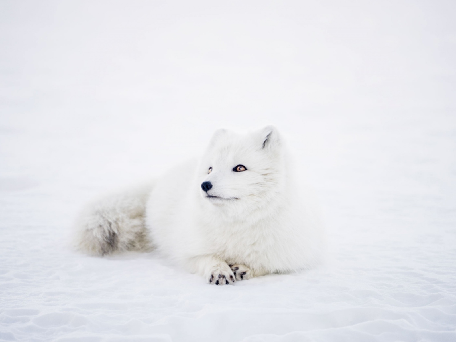 Белый песец лежит на снегу 