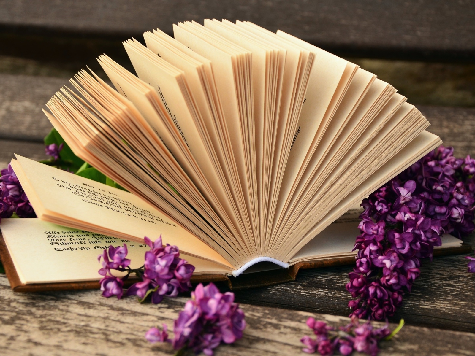 Open book with lilac flowers of lilac