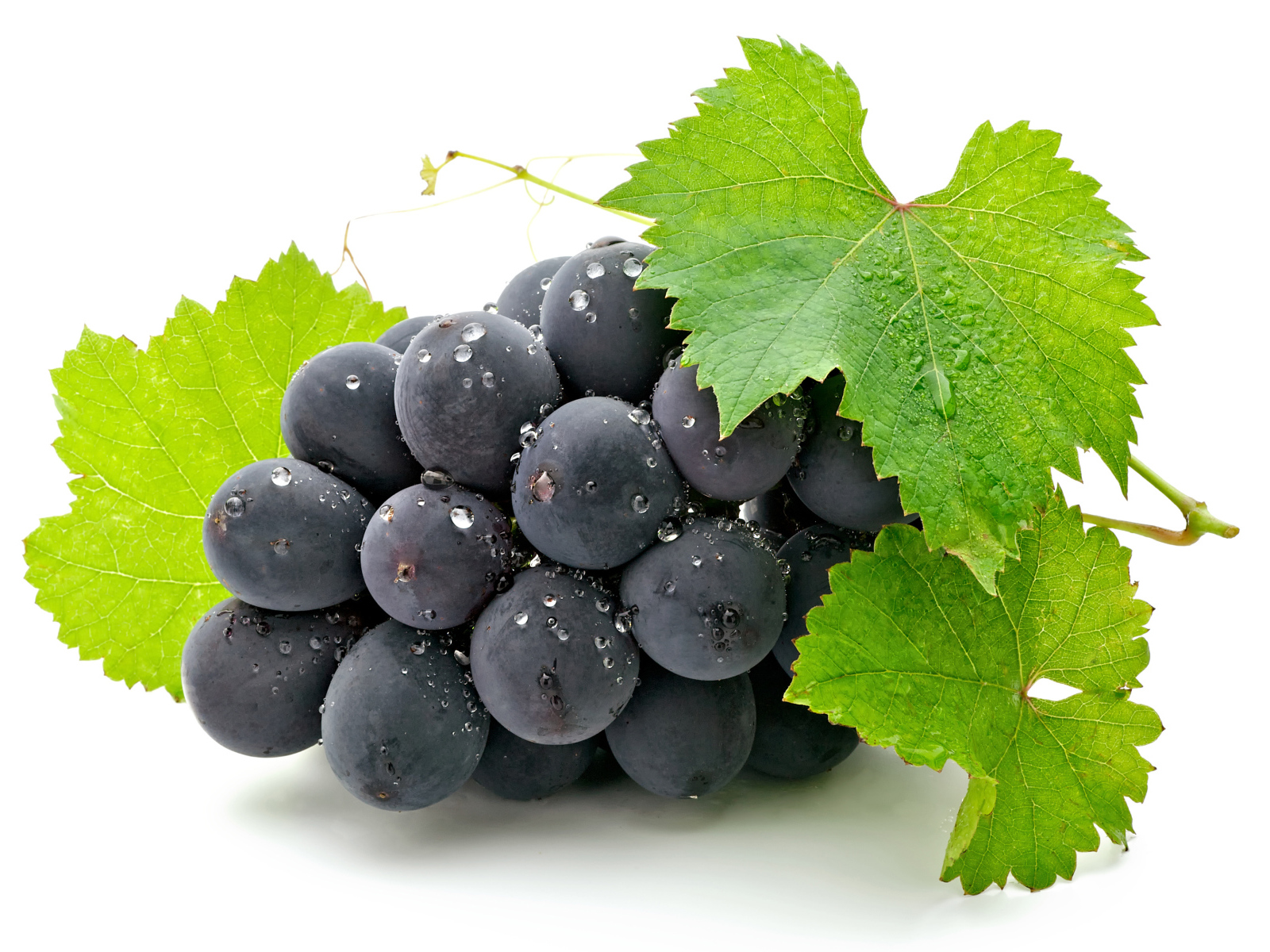 Blue grapes with green leaves on white background