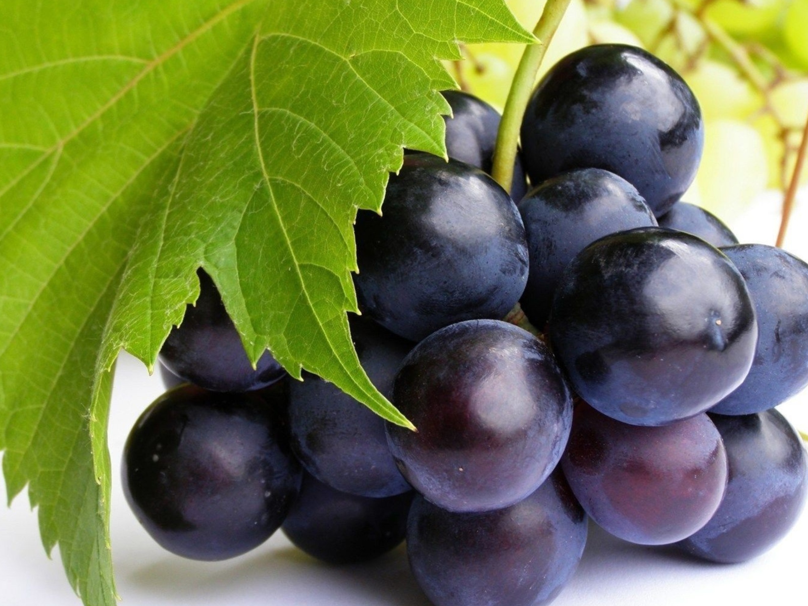 Гроздь синего винограда с зеленым листом крупным планом