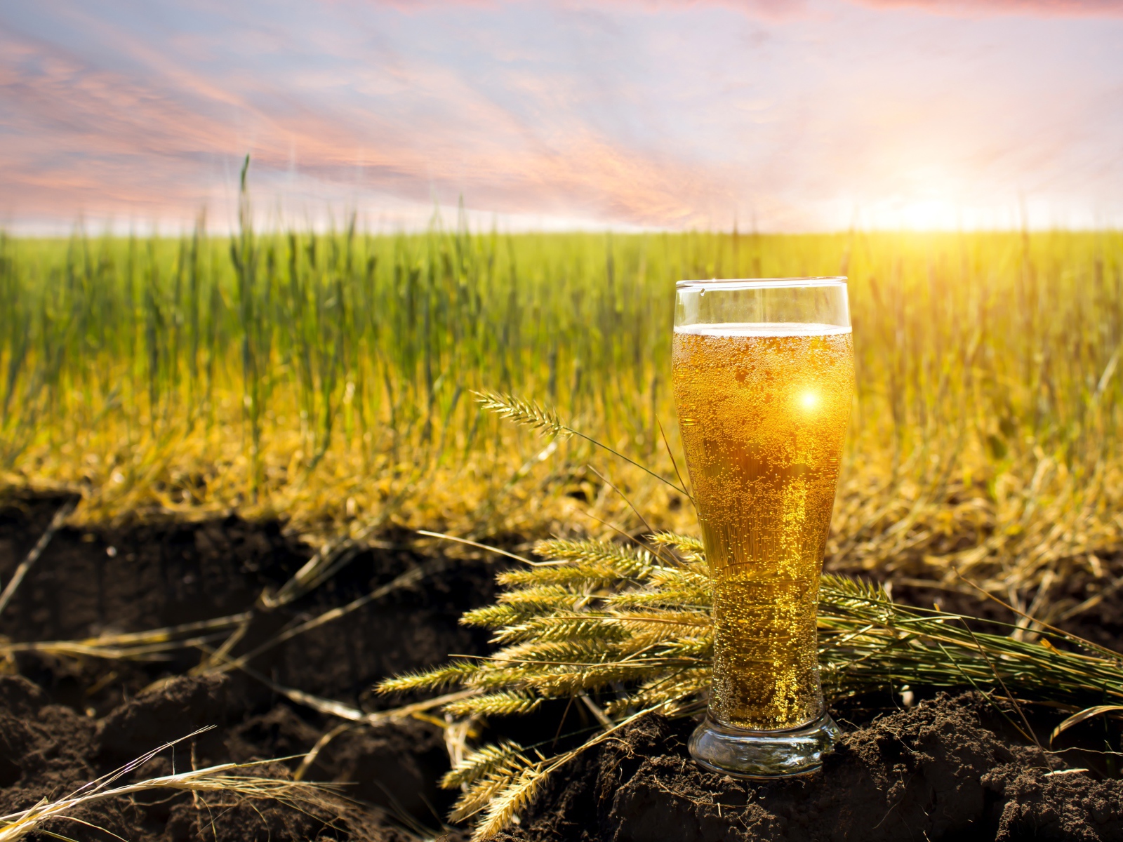 Стакан пива стоит на земле в лучах солнца с зелеными колосками