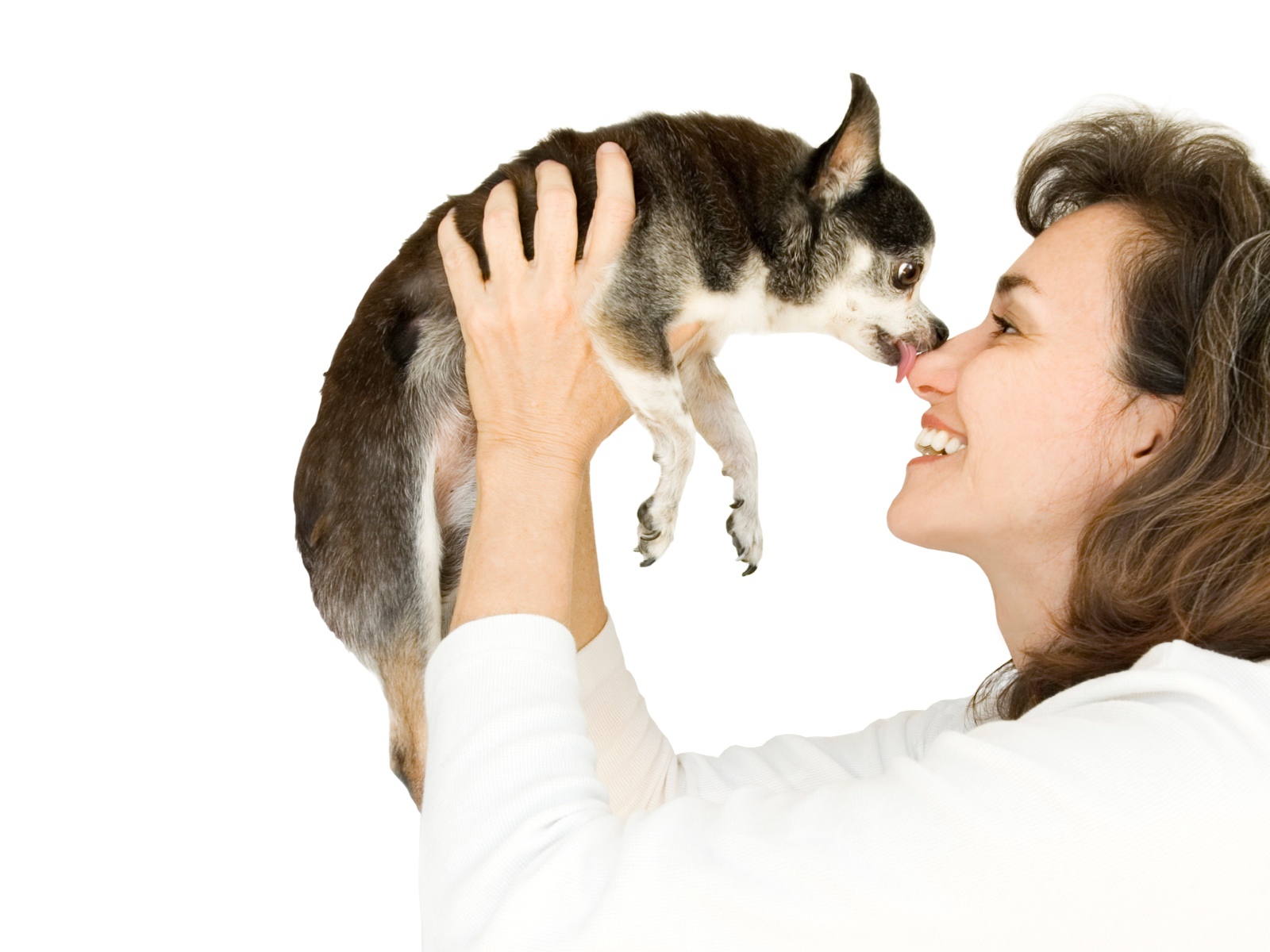 Девушка держит в руках собаку породы чихуахуа