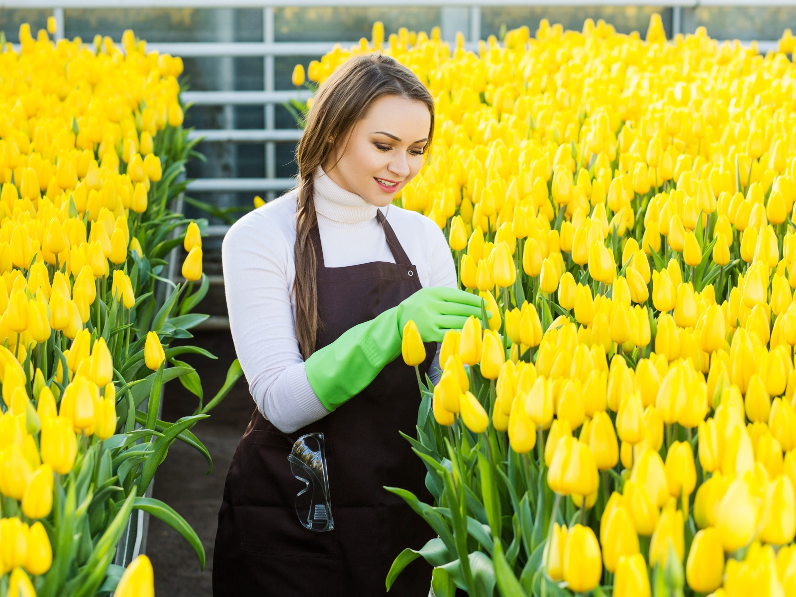 Красивая молодая девушка ухаживает за желтыми тюльпанами