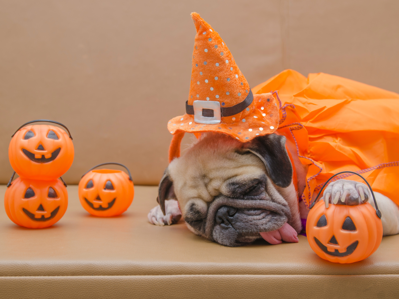 Спящий мопс с высунутым языком на праздник Хэллоуин