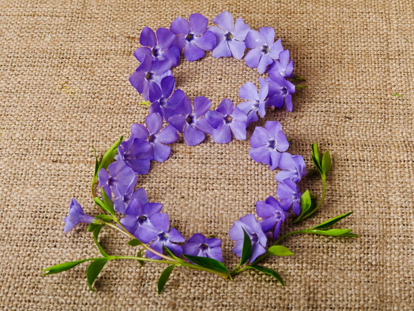 Цифра 8 из сиреневых цветов на Международный женский день 8 марта