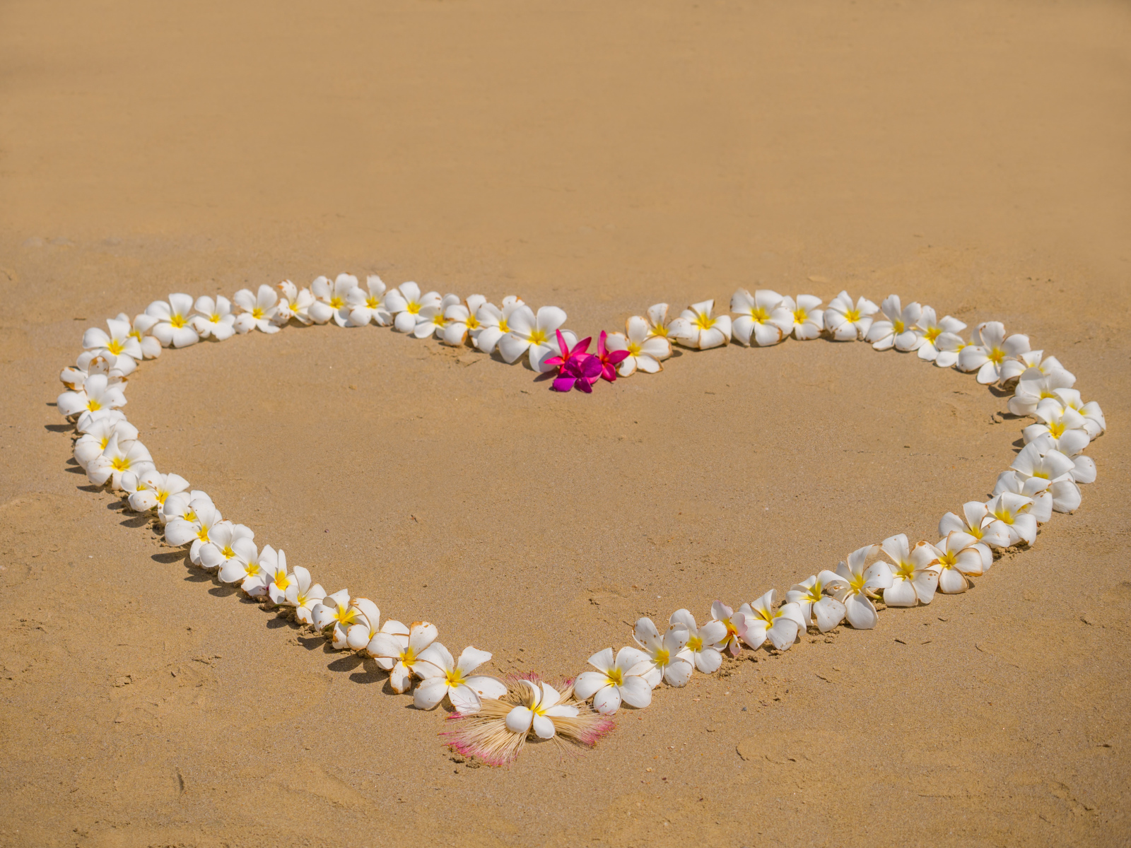 Сердце из цветов плюмерии на песке