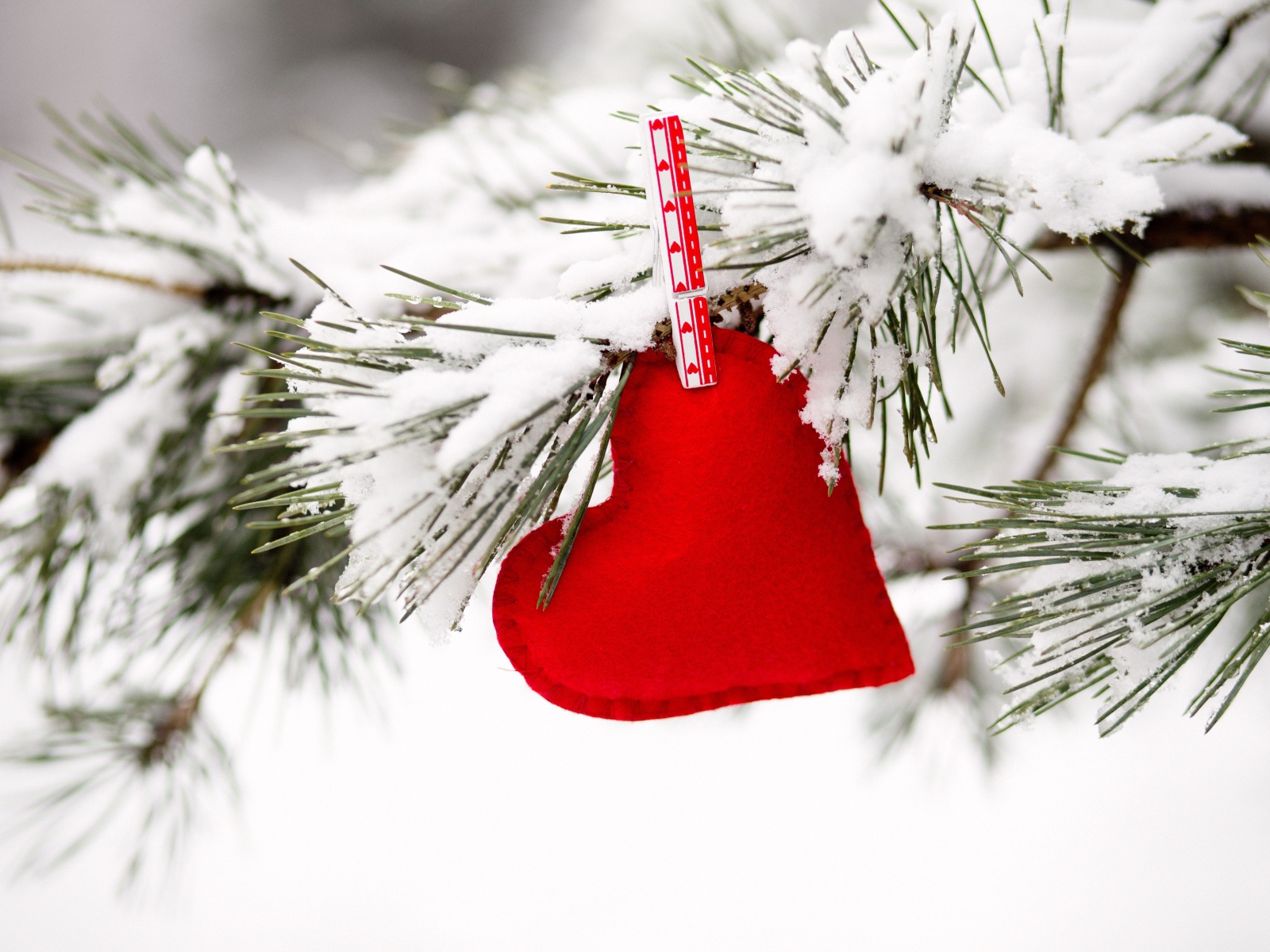 Красное сердечно висит на покрытой снегом сосновой ветке