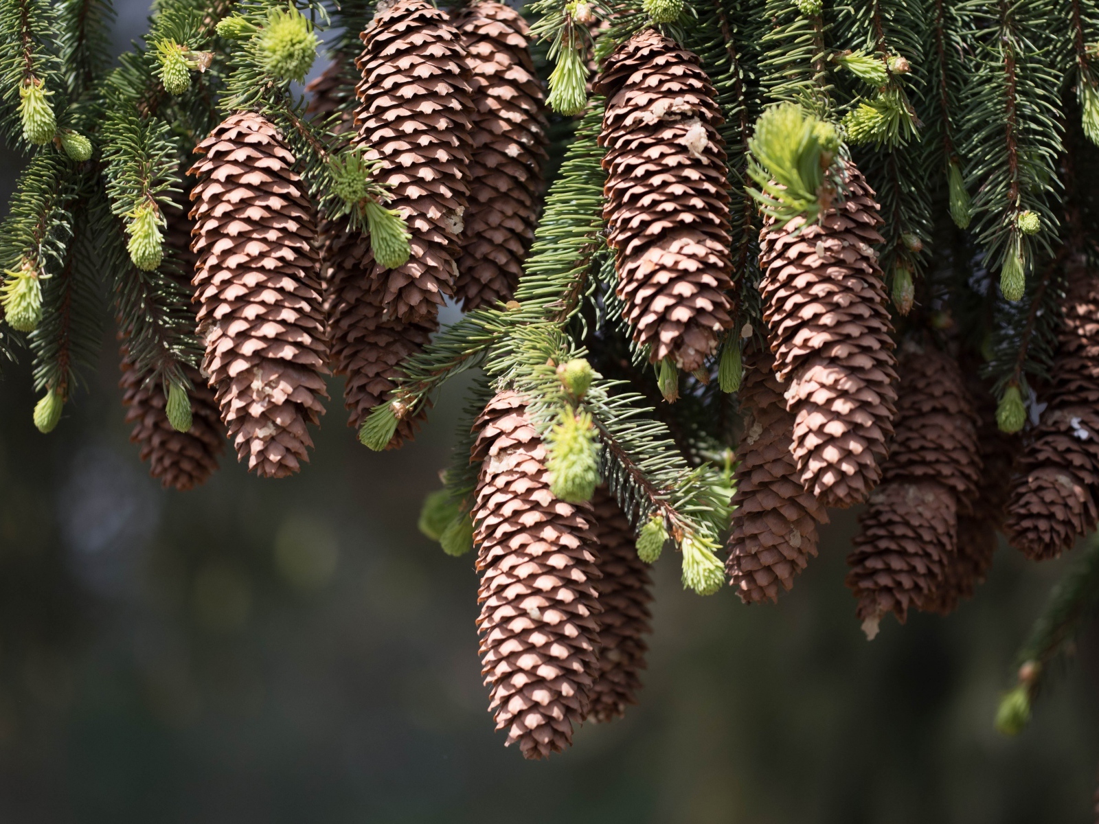 Большие шишки на зеленых ветках ели
