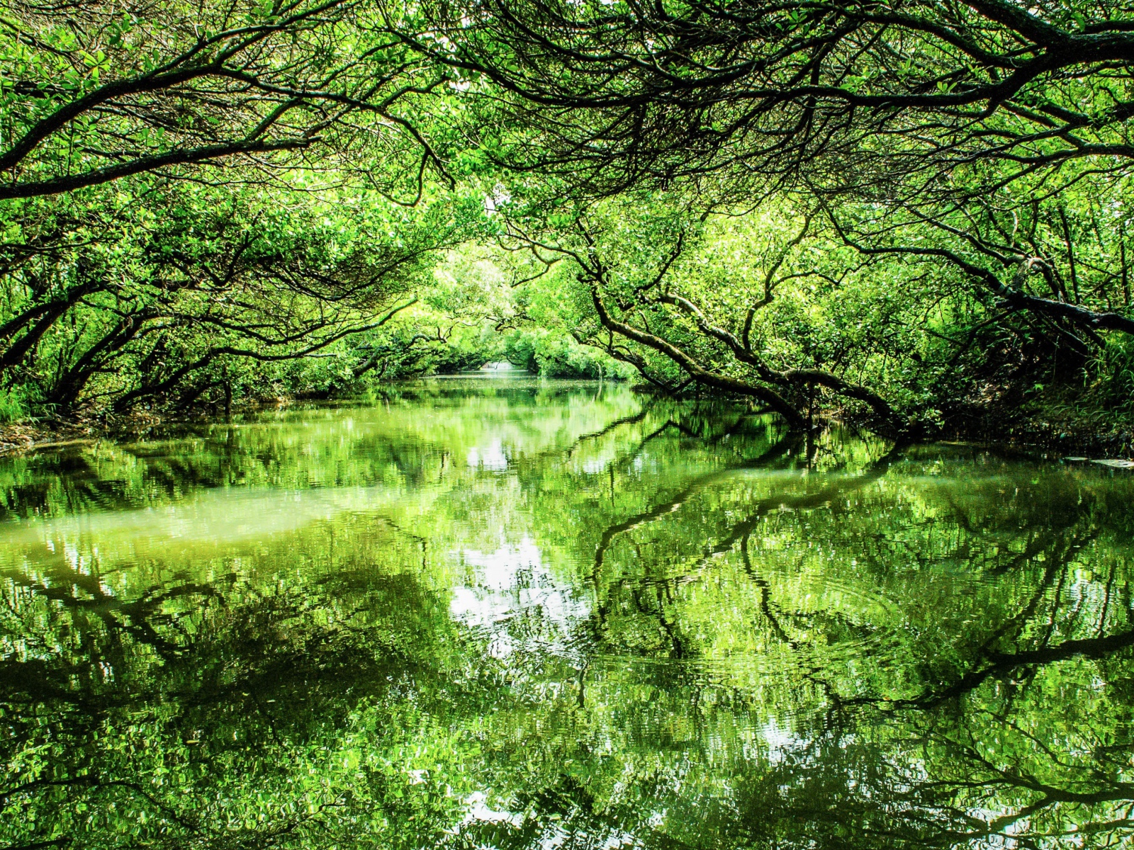 Зеленые деревья отражаются в реке