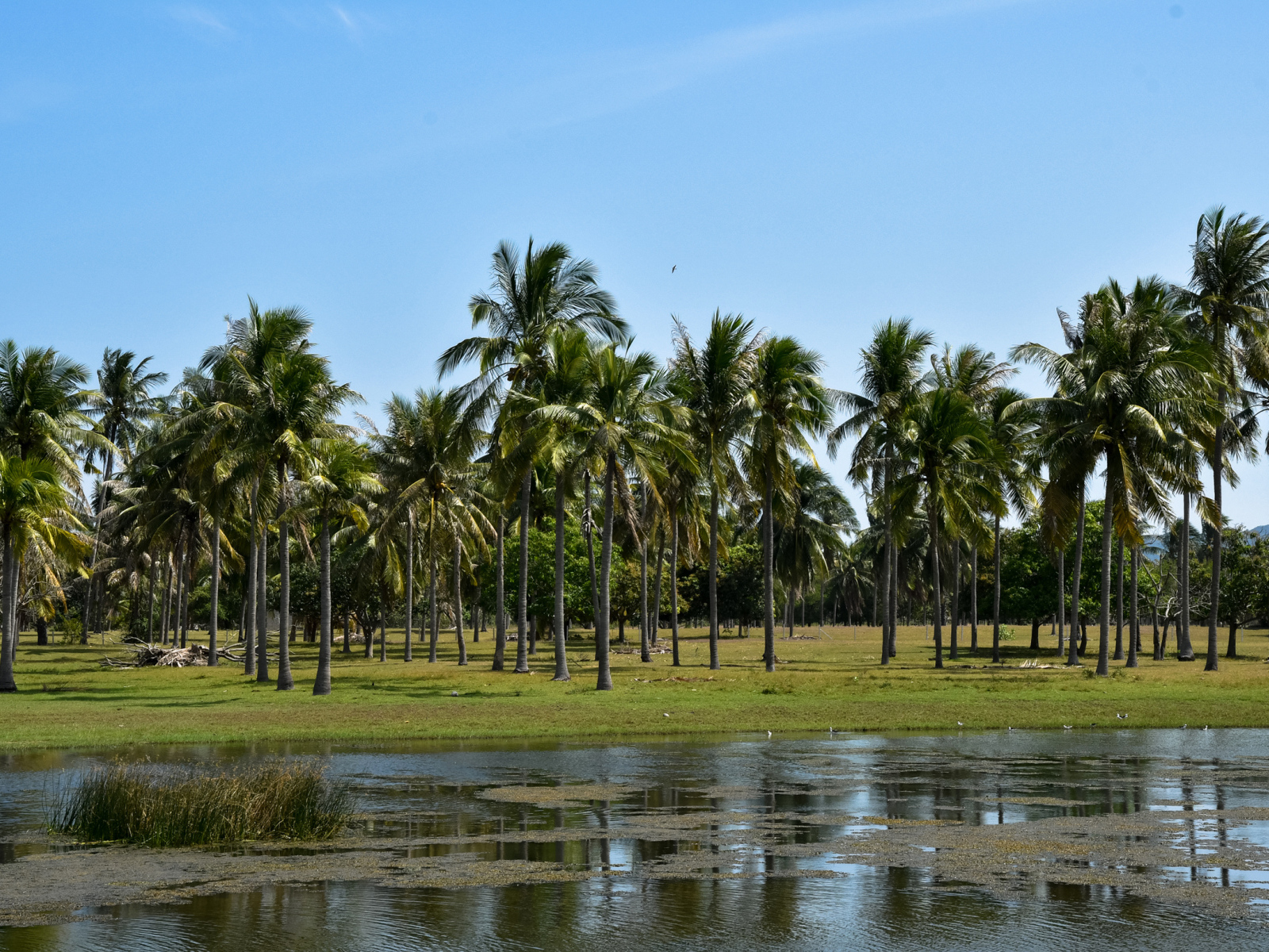 Пальмы на берегу у воды, Таиланд