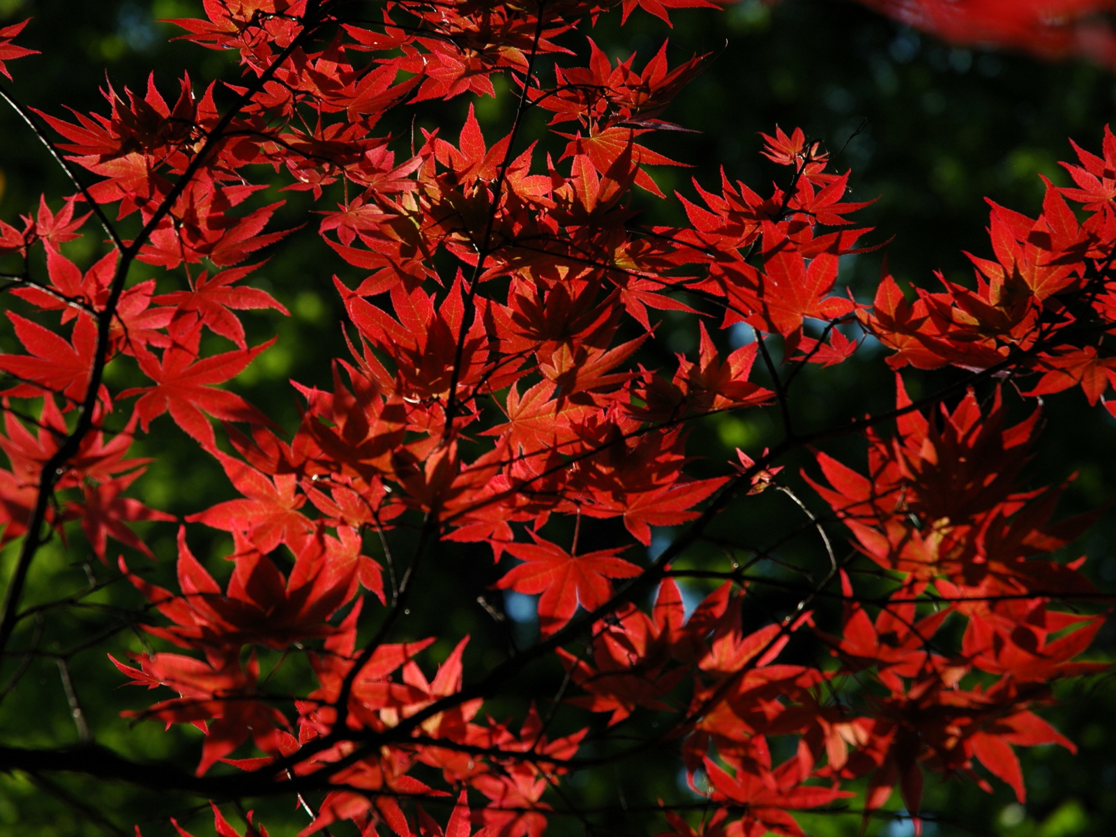 Красные листья на дереве осенью