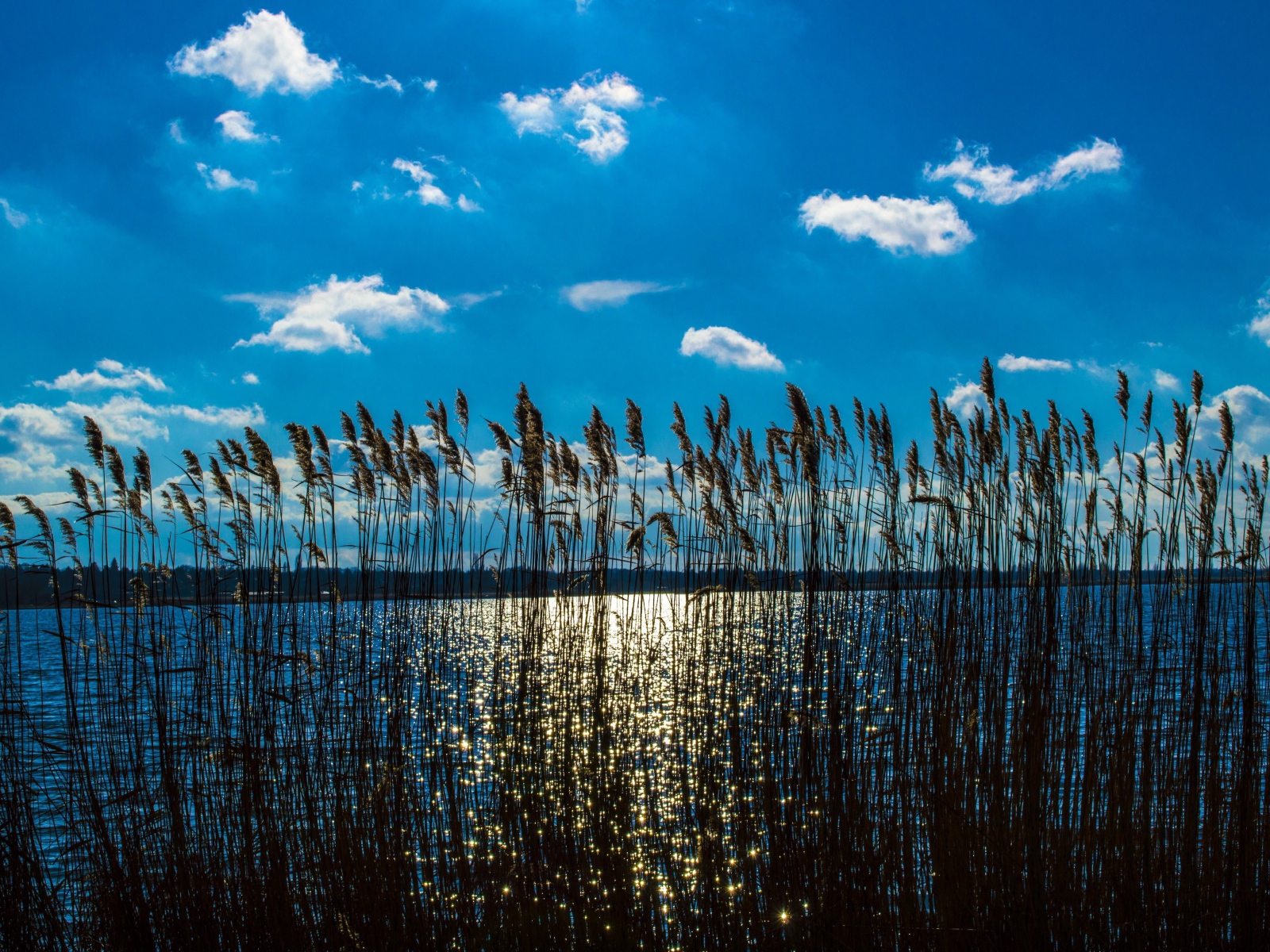 Камыш в реке под красивым голубым небом