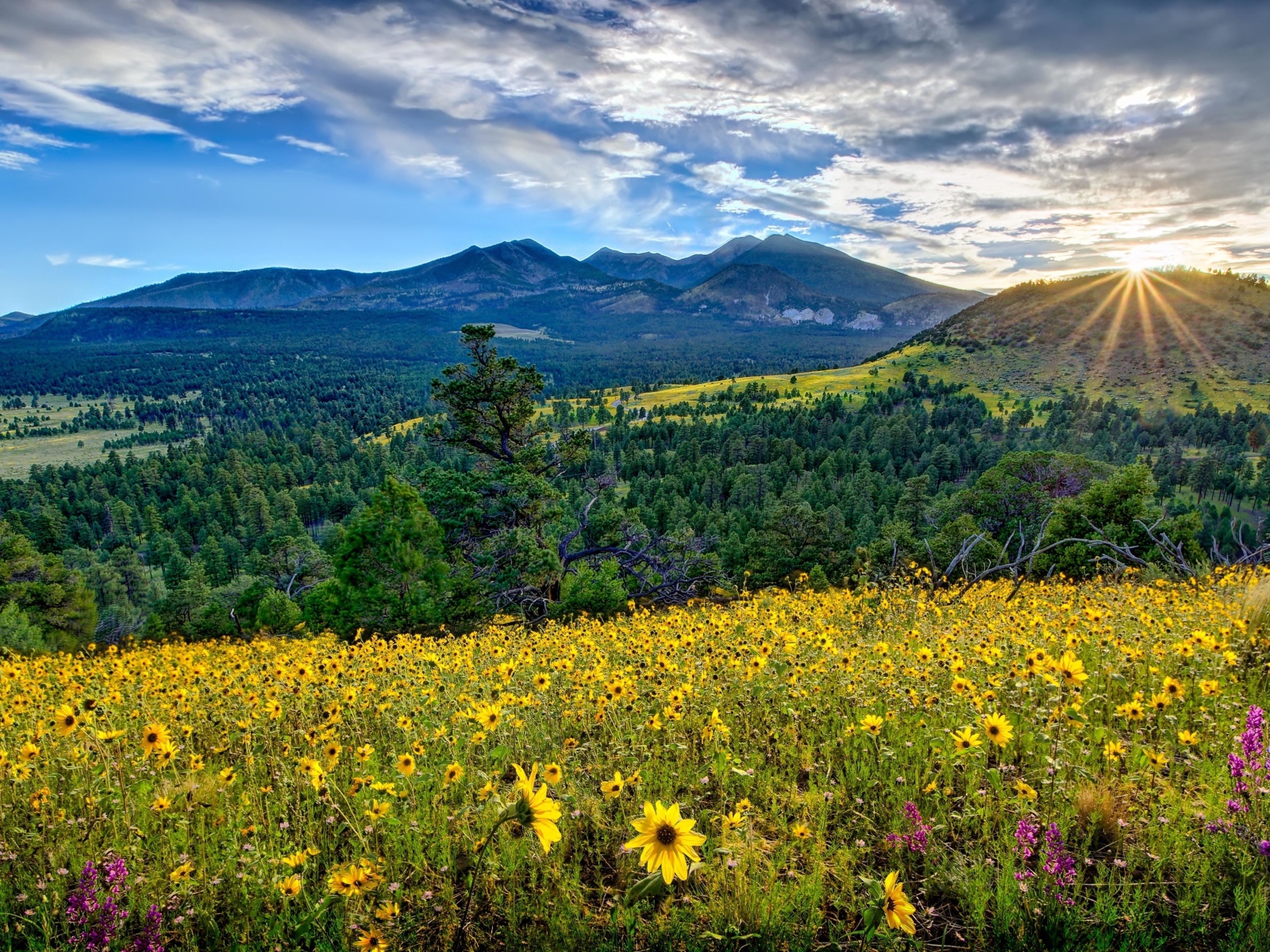 Восход солнца над горами, лесом и полем с желтыми цветами