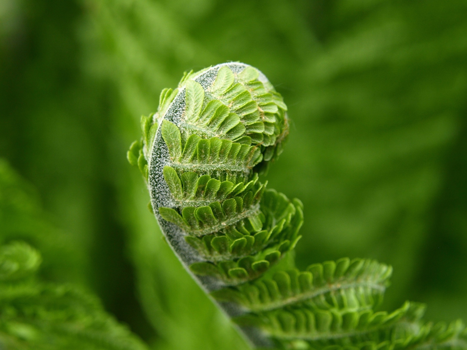 Зеленый лист папоротника распускается весной