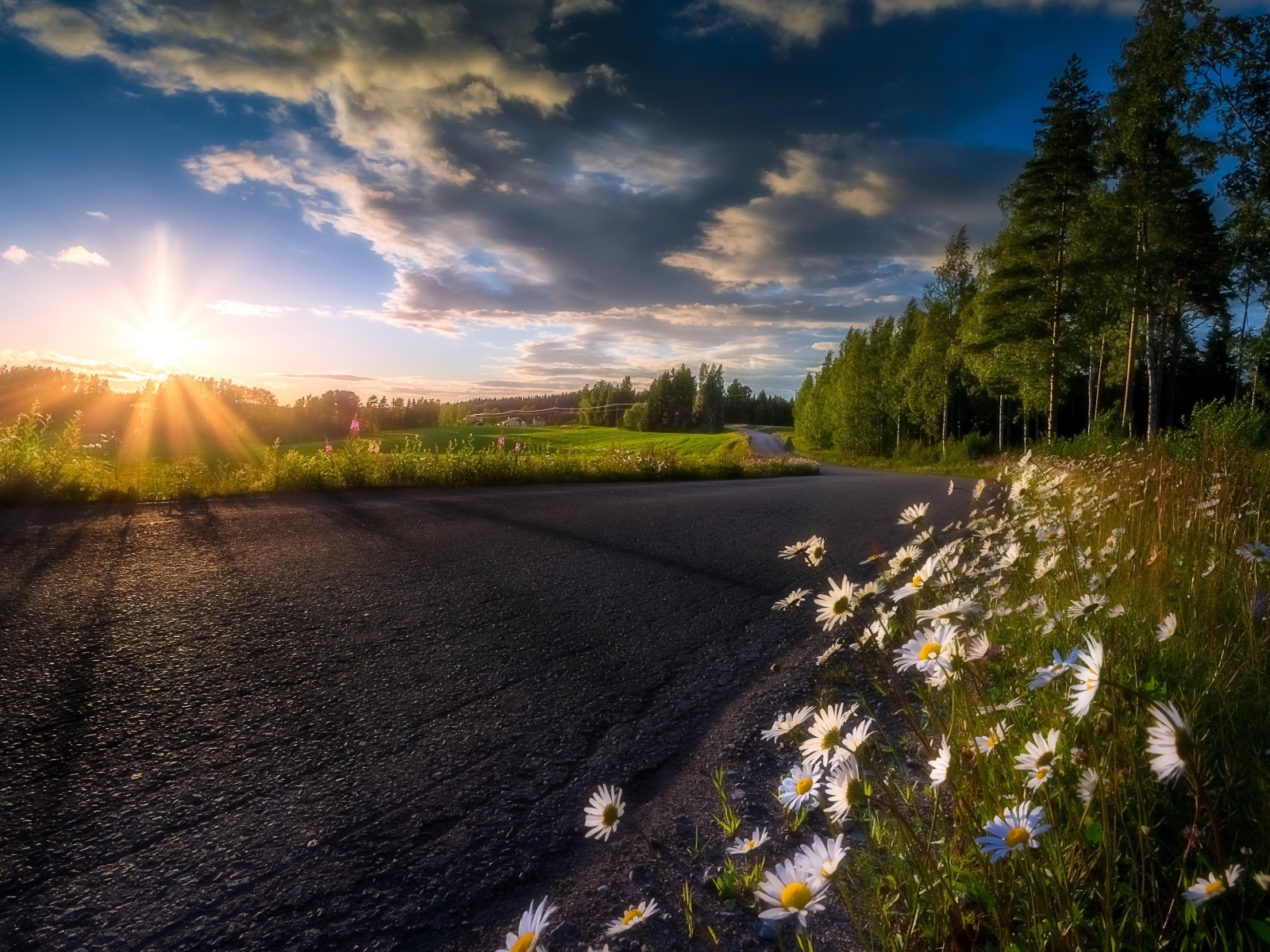 Восходящее солнце в красивом небе освещает растущие у дороги ромашки