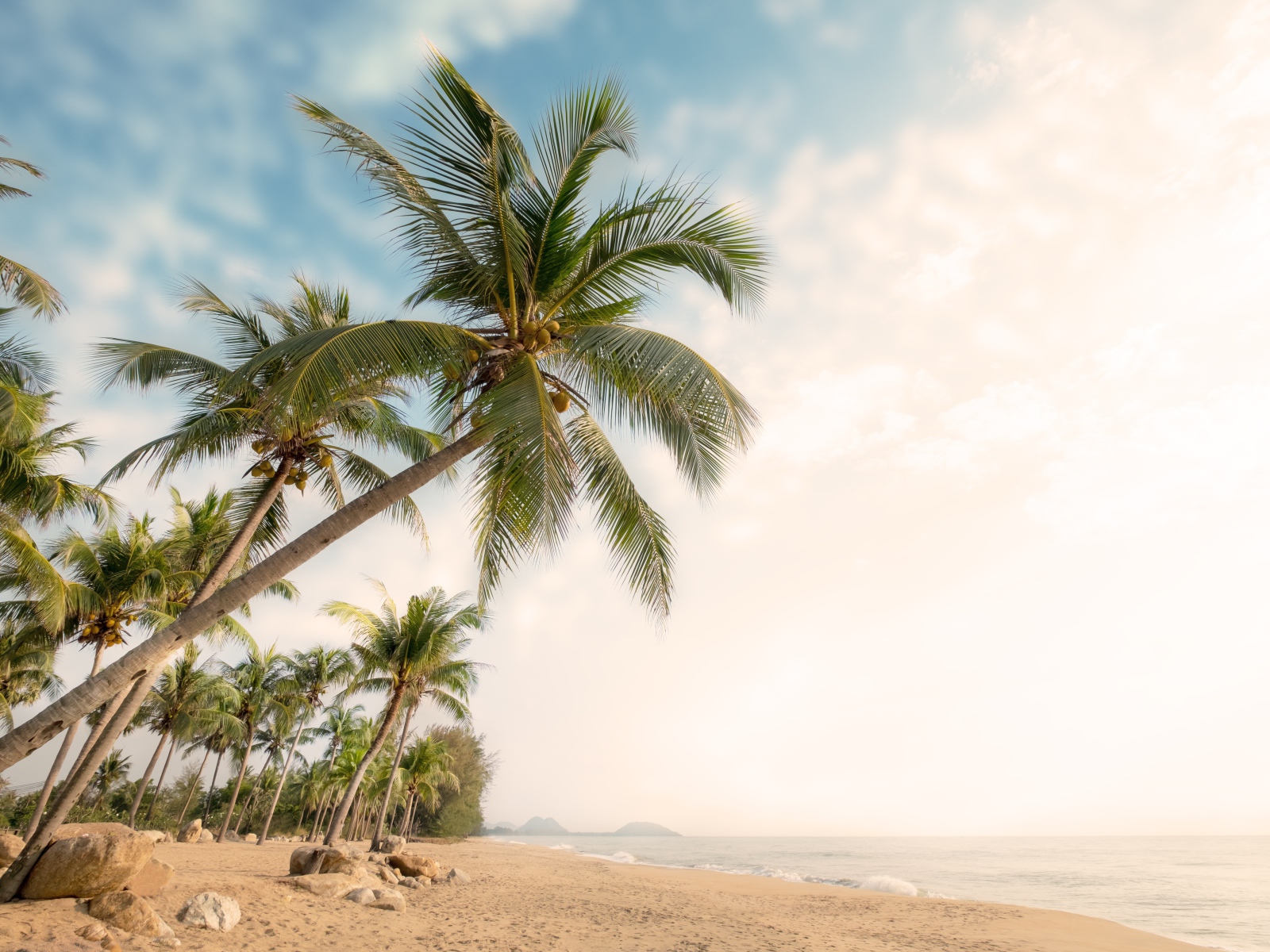 Зеленые пальмы с камнями на берегу океана летом