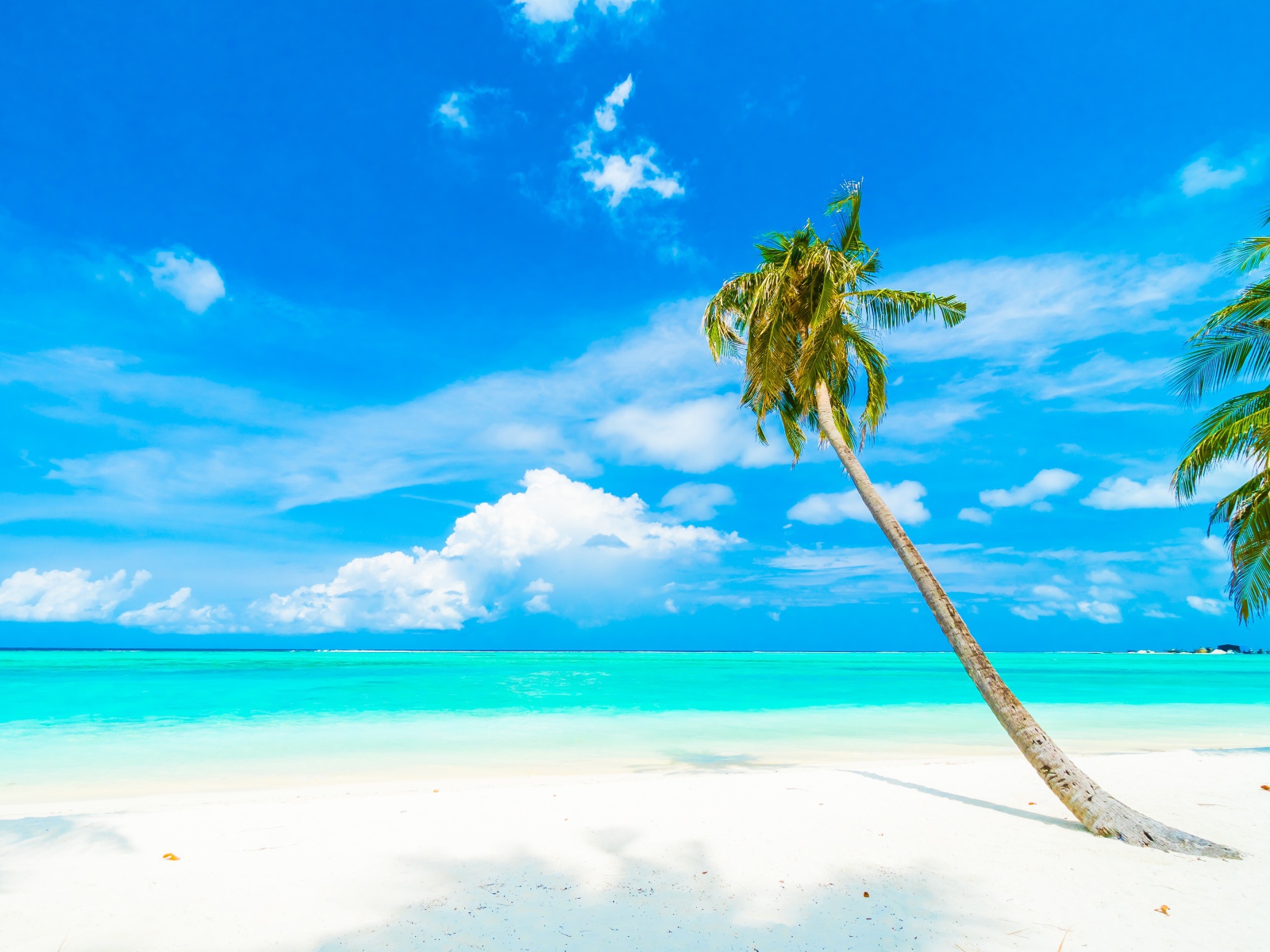 Пальма на белом песке на фоне океана