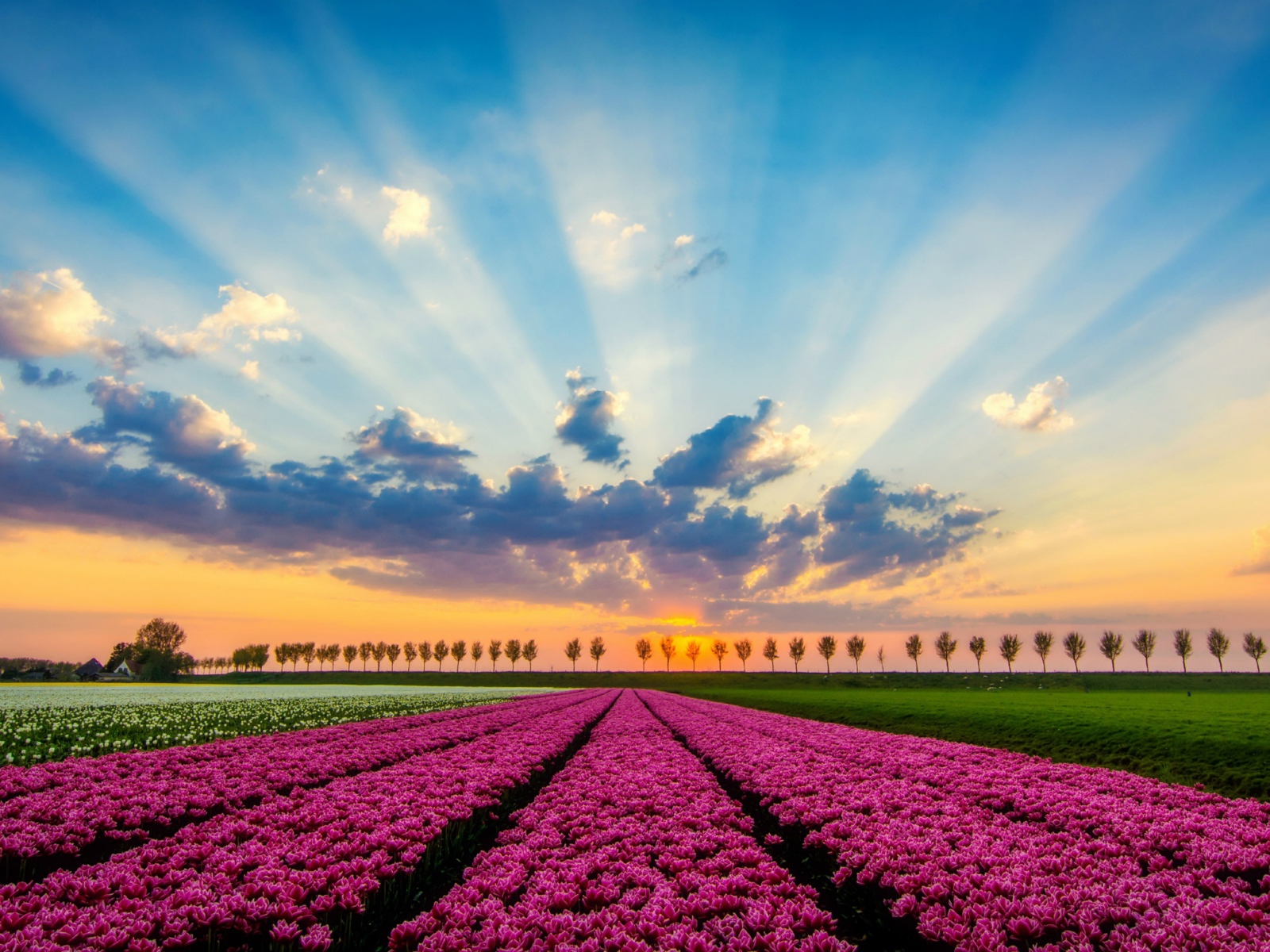 Красивые поды. Цветочное поле с высоты. Разноцветные поля. Нидерланды солнце. Разноцветные поля с высоты.