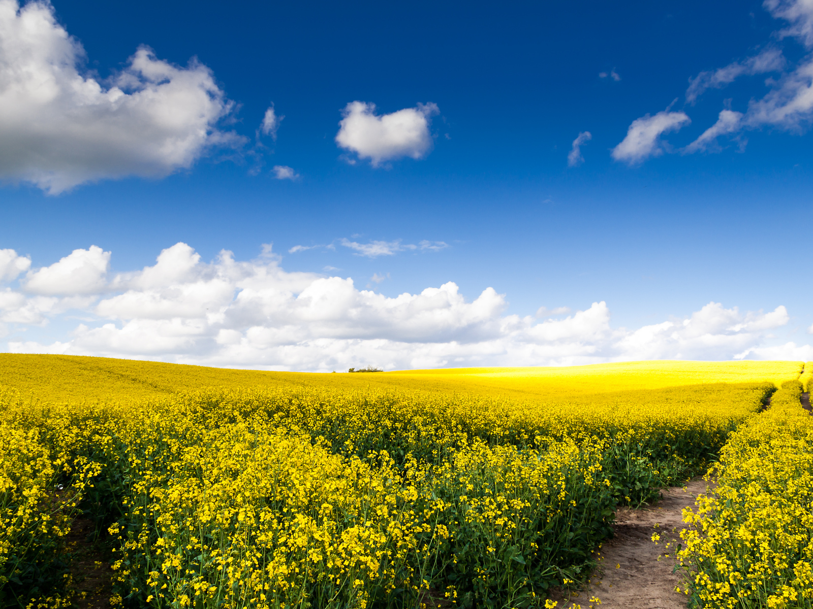 Рапсовое поле под голубым небом с облаками